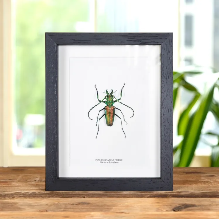 Rainbow Longhorn Beetle In Box Frame (Psalidognathus friendi)