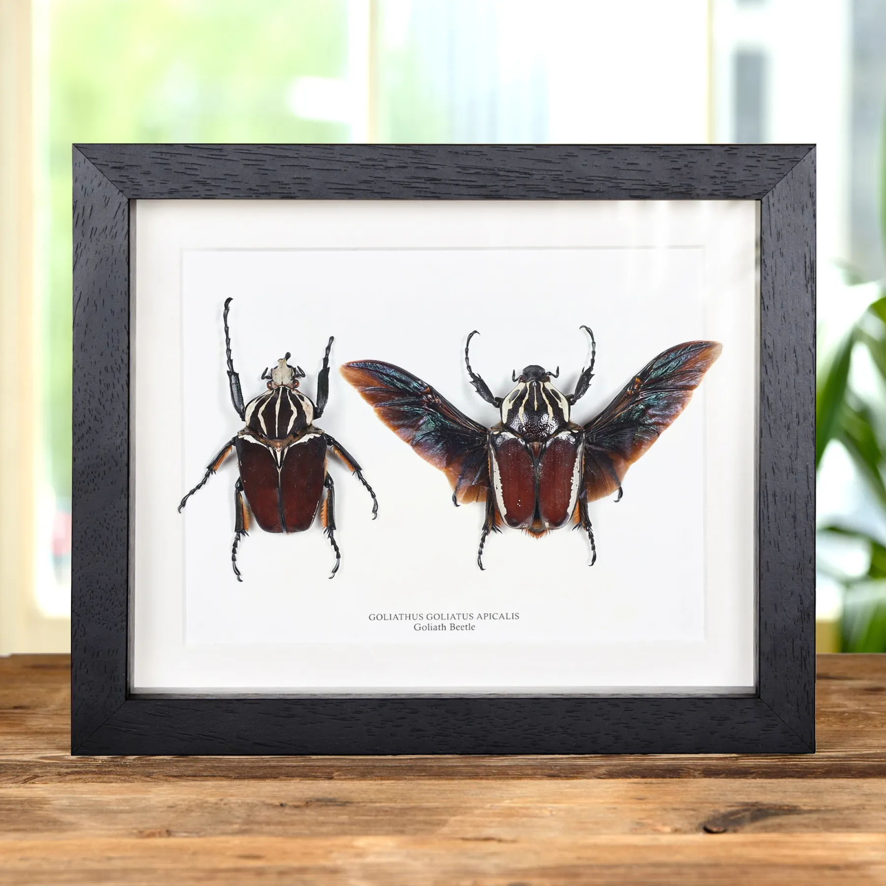 Minibeast Goliathkever Mannelijk & Vrouwelijk Paar in Lijst (Goliathus goliatus apicalis)