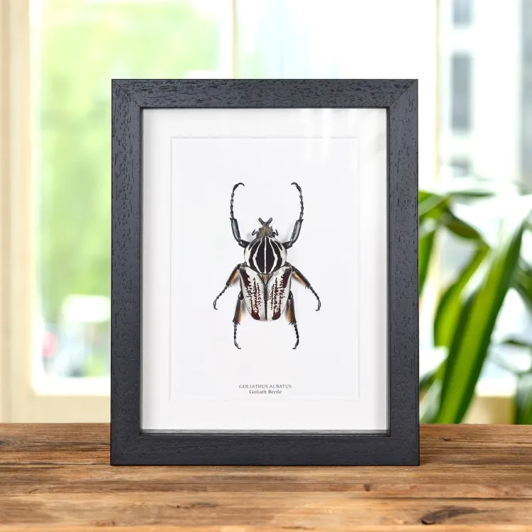 Goliath Beetle In Box Frame (Goliathus goliatus albatus)