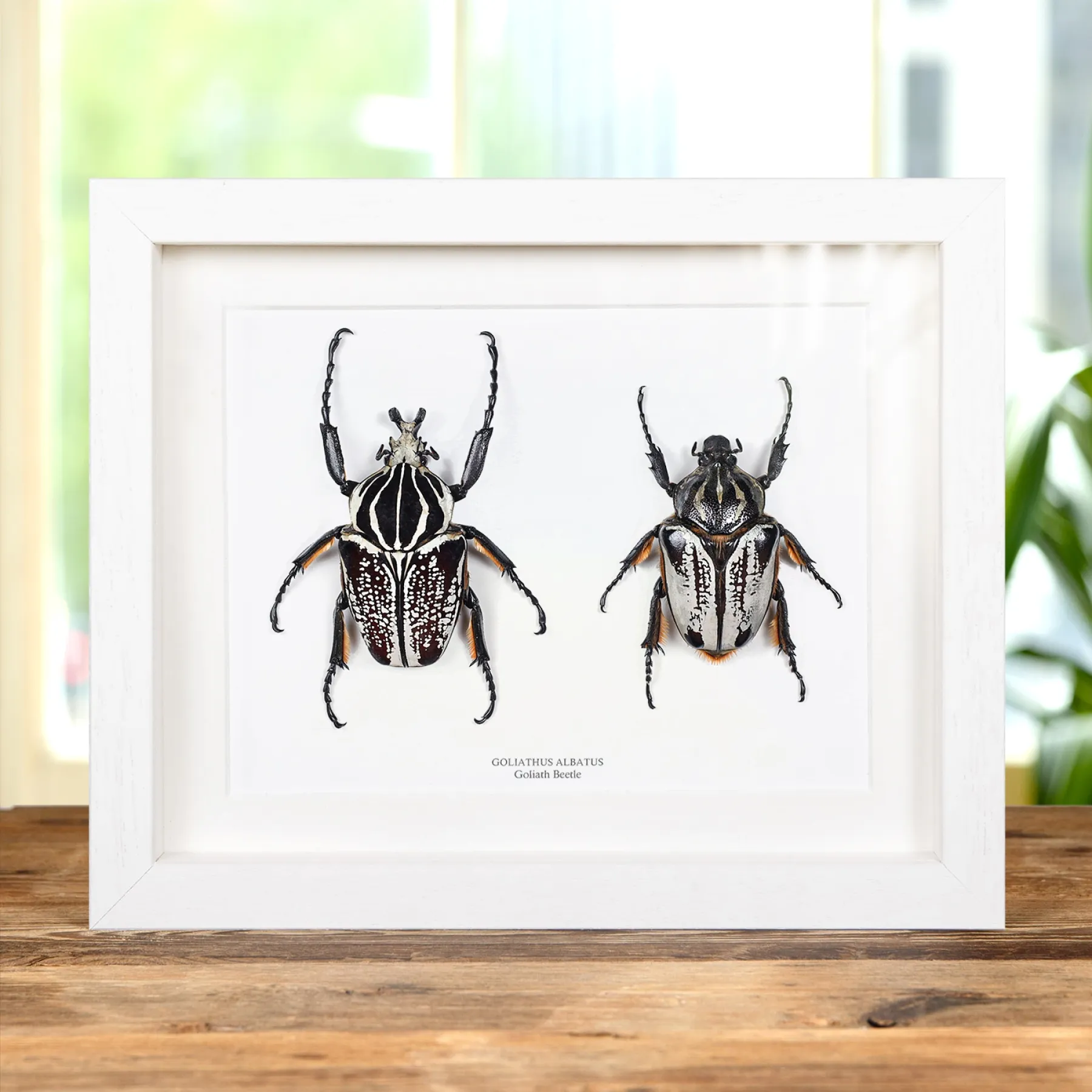 Goliath Beetle Male & Female Pair In Box Frame (Goliathus goliatus albatus) Minibeast Goliath Beetle Male & Female Pair In Box Frame (Goliathus goliatus albatus)