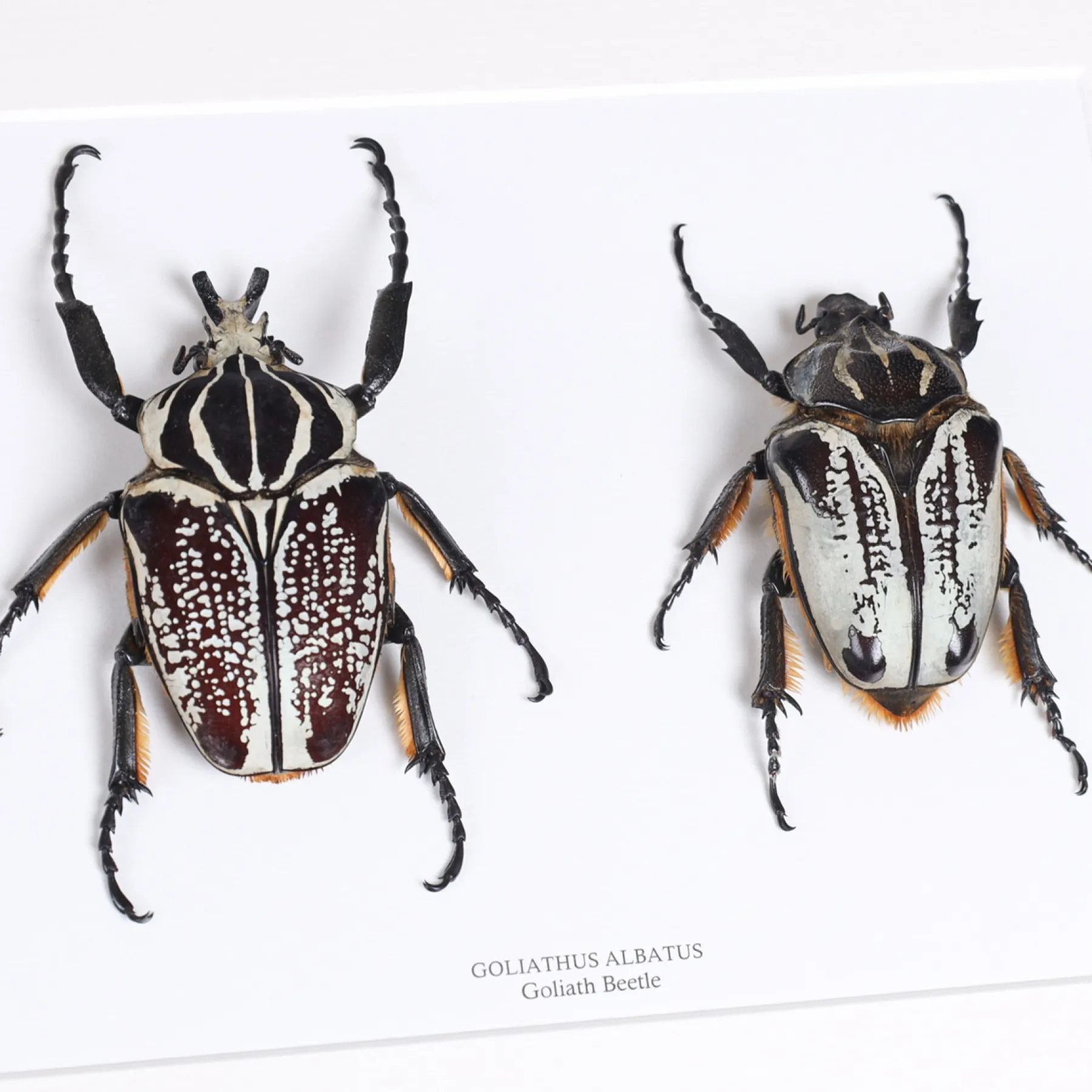 Goliath Beetle Male & Female Pair In Box Frame (Goliathus goliatus albatus) Minibeast Goliath Beetle Male & Female Pair In Box Frame (Goliathus goliatus albatus)