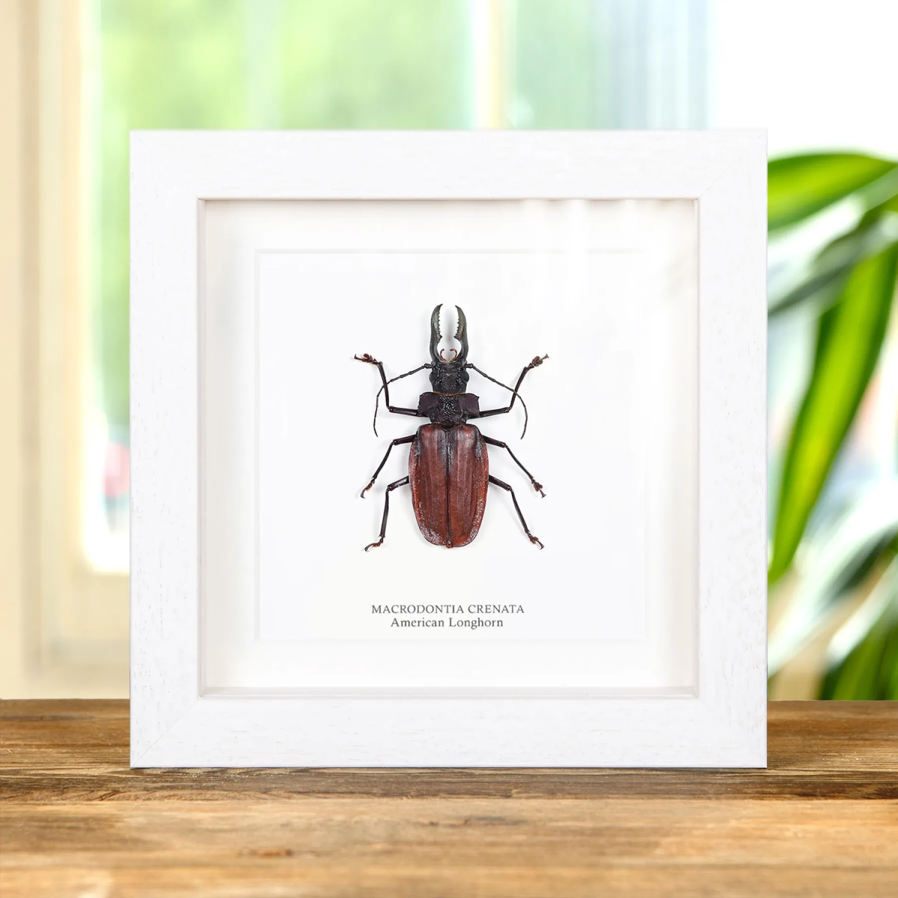 American Longhorn In Box Frame (Macrodontia crenata) Minibeast American Longhorn In Box Frame (Macrodontia crenata)