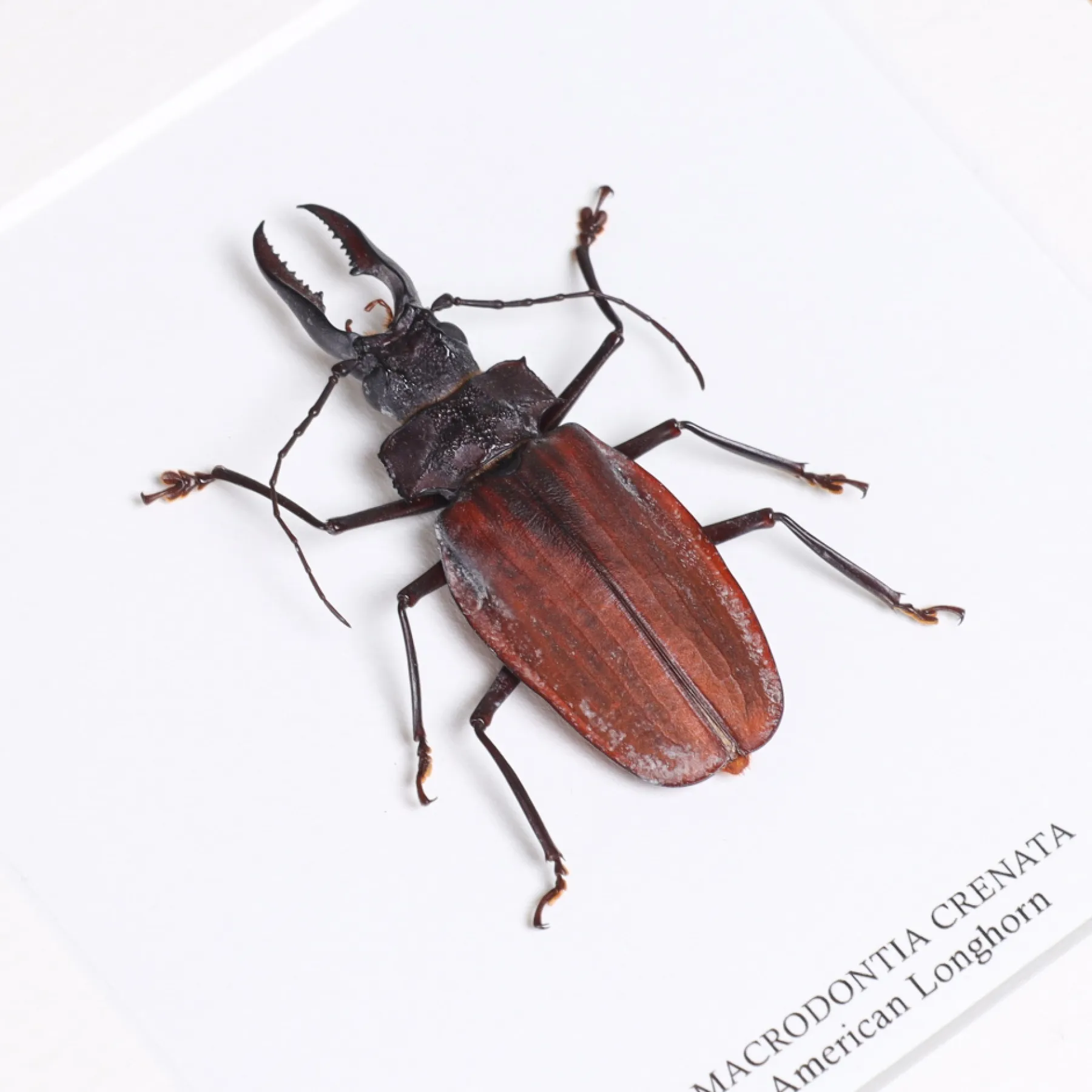 American Longhorn In Box Frame (Macrodontia crenata) Minibeast American Longhorn In Box Frame (Macrodontia crenata)