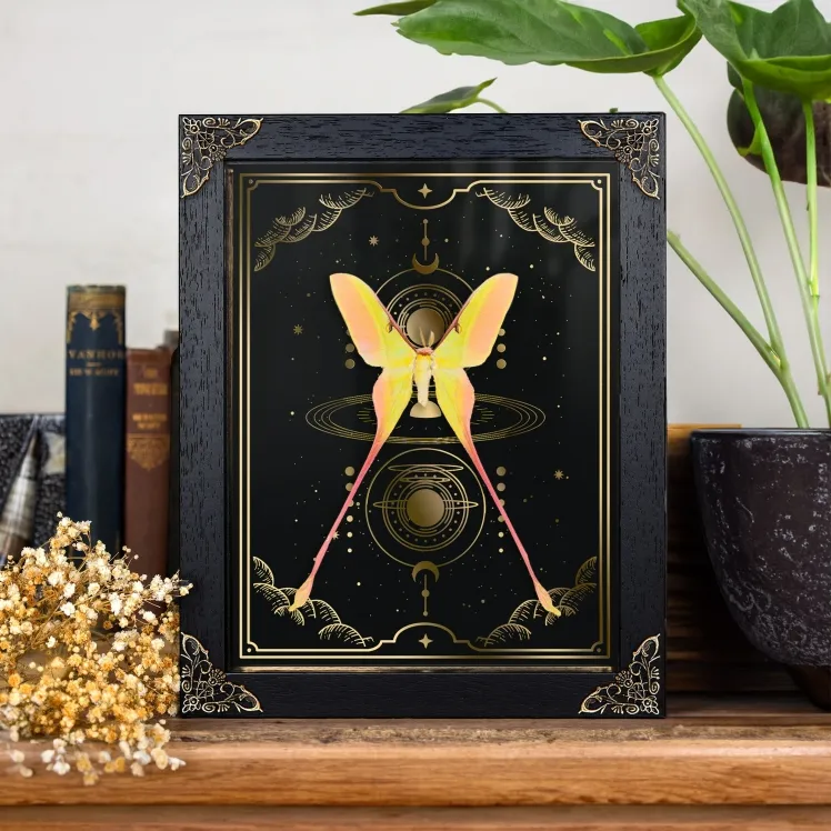  Chinese Moon Moth on Gold Foil Moon Phases Background (Actias dubernardi)