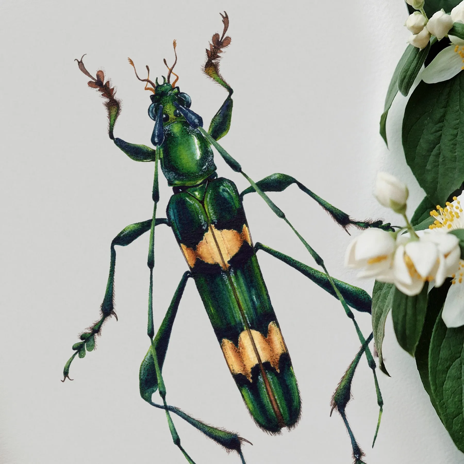 Minibeast Polyzonus flavocinctus Watercolour Giclée Print