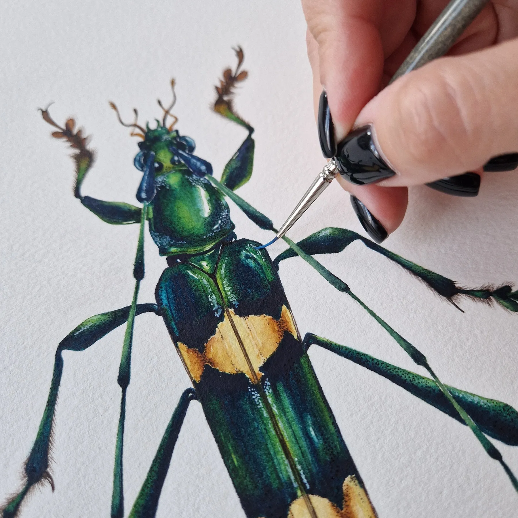 Minibeast Polyzonus flavocinctus Watercolour Giclée Print
