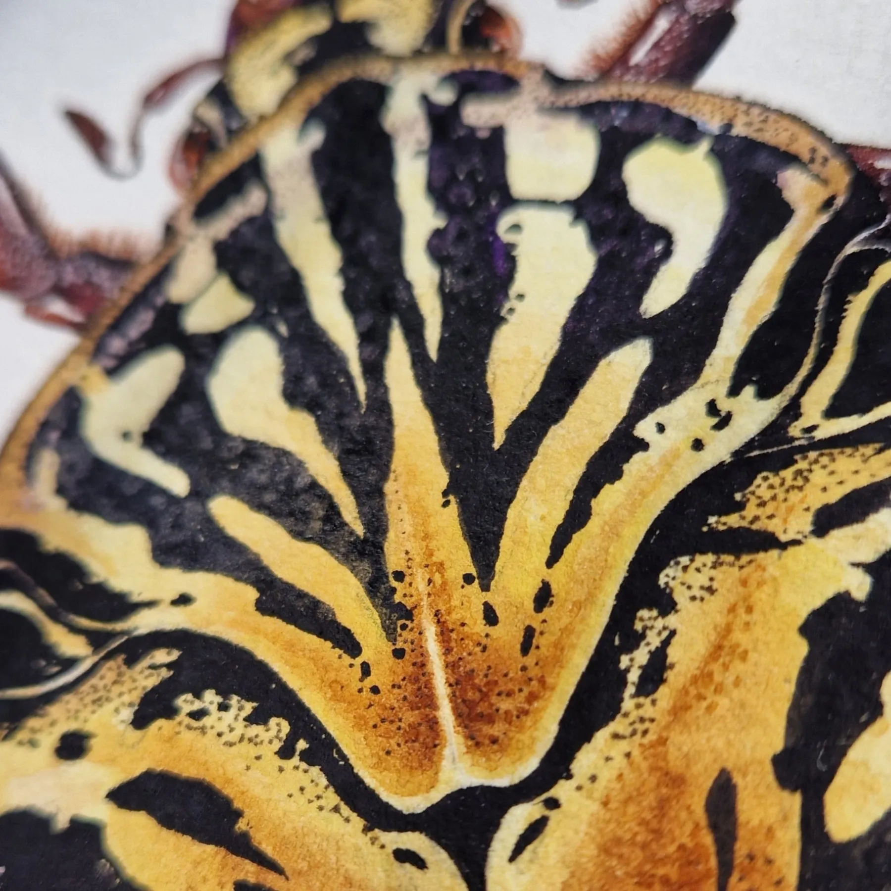 Minibeast Gymnetis Stellata aquarel gicléeprint