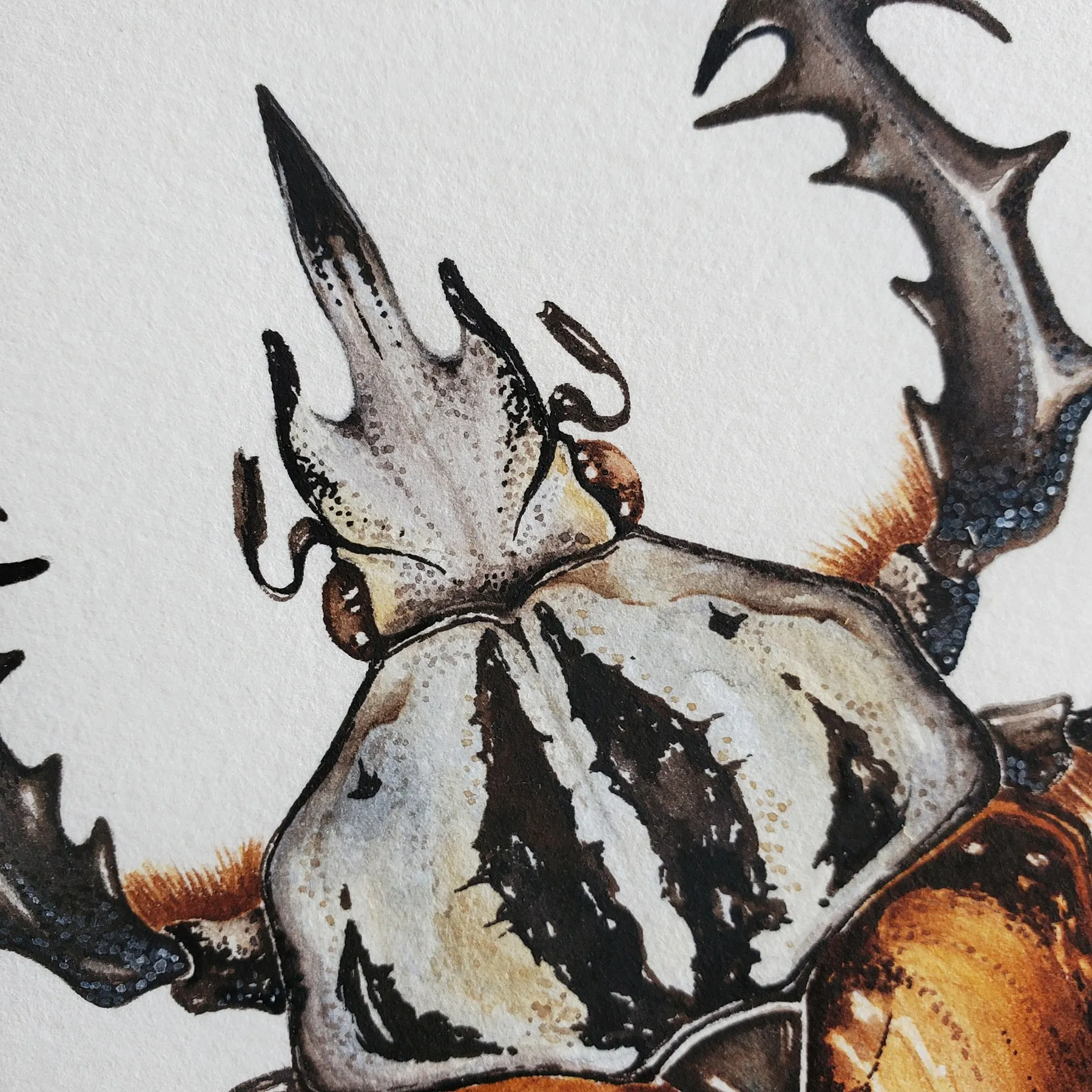 Minibeast African Flower Beetle (Mecynorrhina oberthuri) Watercolour Giclée Print