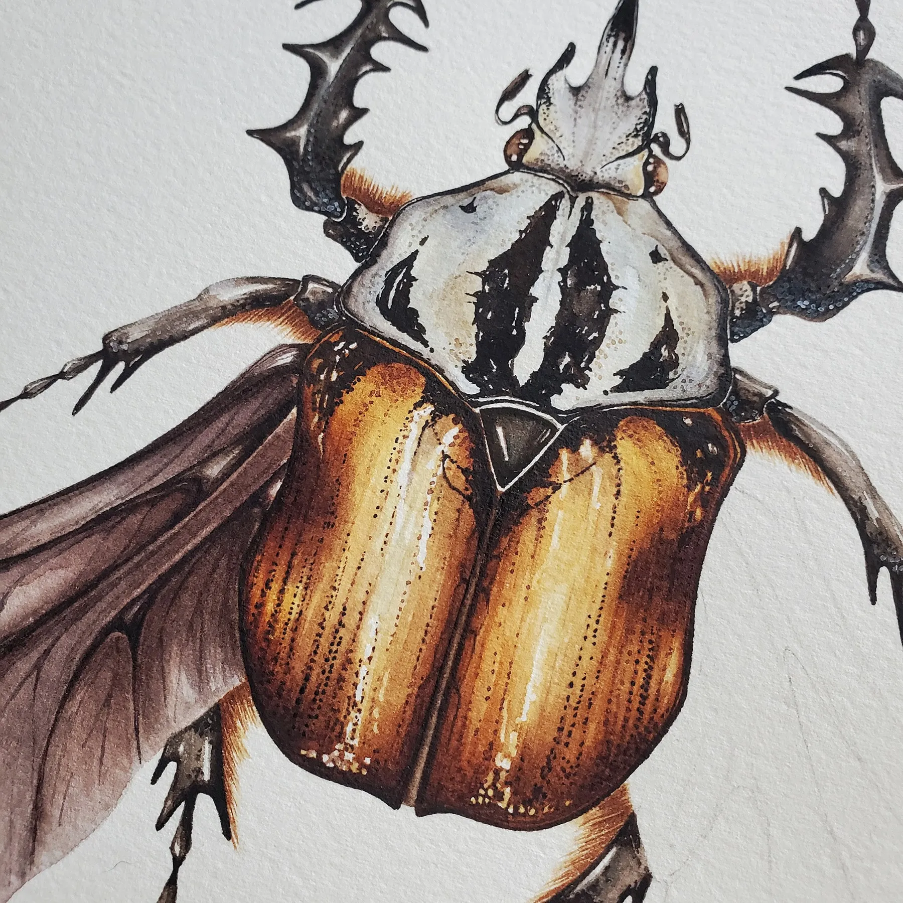 Minibeast African Flower Beetle (Mecynorrhina oberthuri) Watercolour Giclée Print