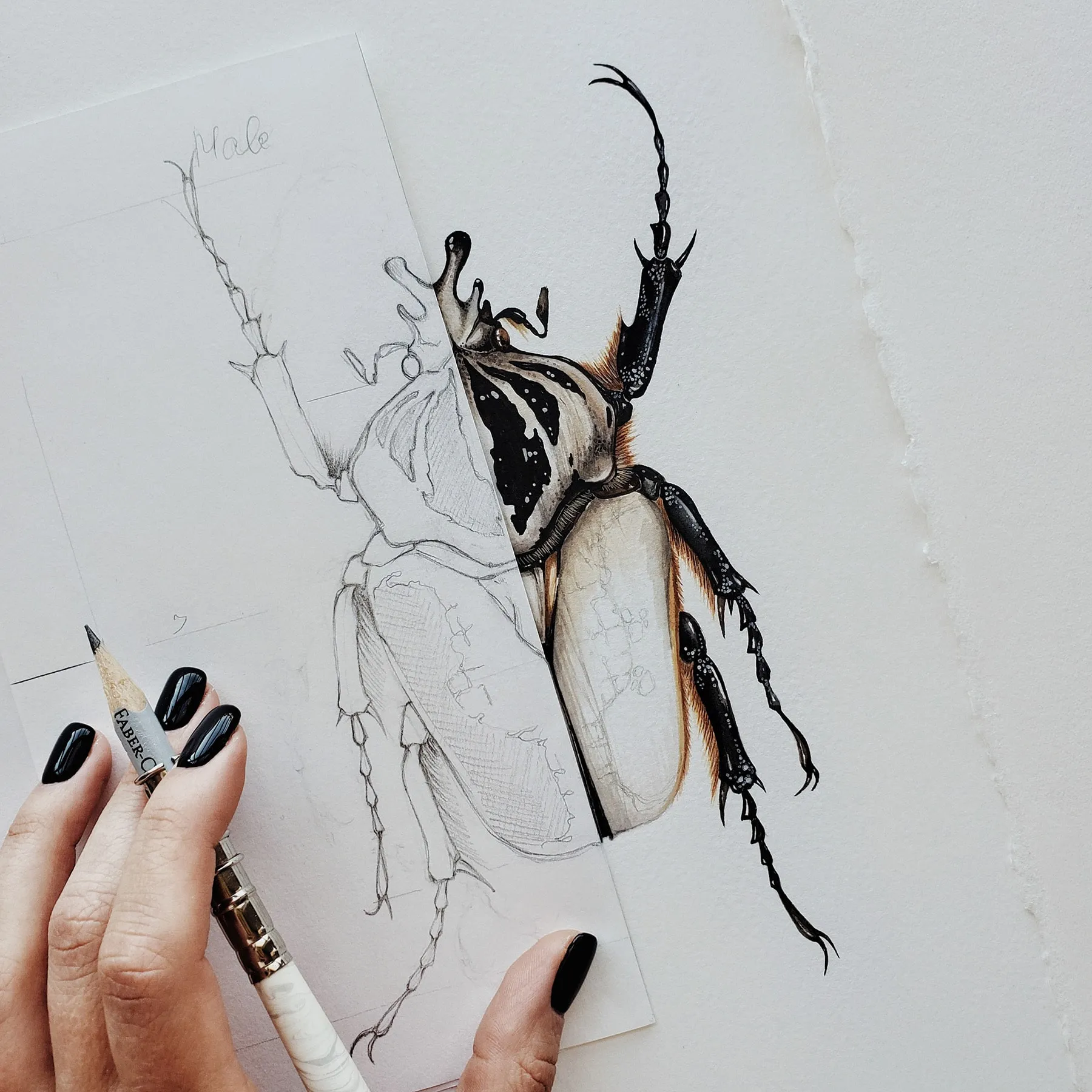 Minibeast ScarabéE Goliath Royal Mâle (Goliathus regius) Impression Giclée Aquarelle