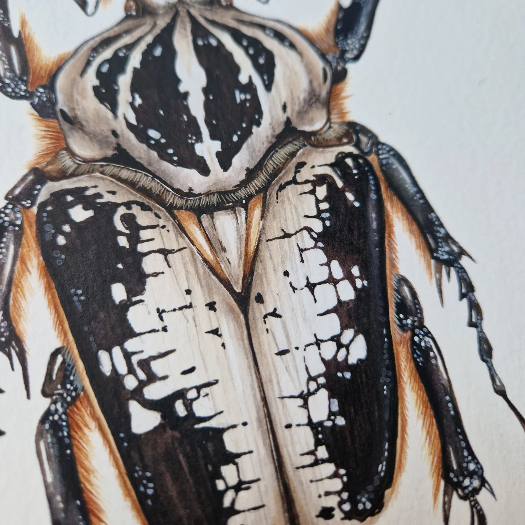 Minibeast ScarabéE Goliath Royal Mâle (Goliathus regius) Impression Giclée Aquarelle