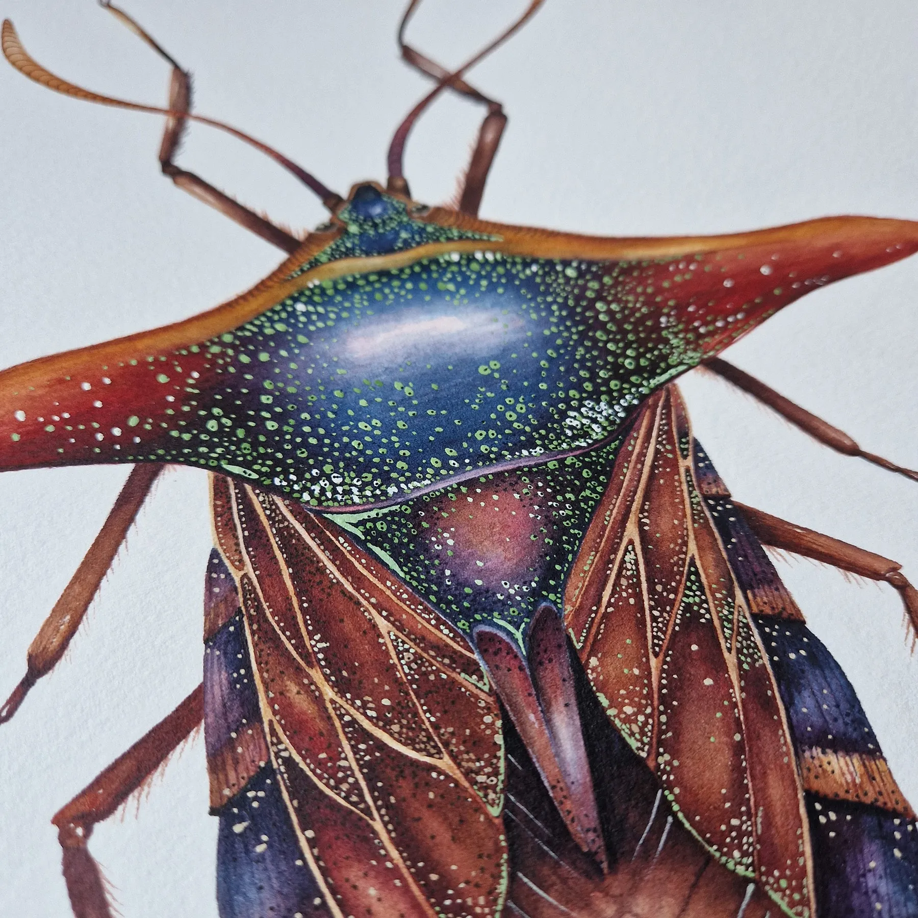 Ornate Shield Bug (Pygoplatys lancifer) Watercolour Giclée Print