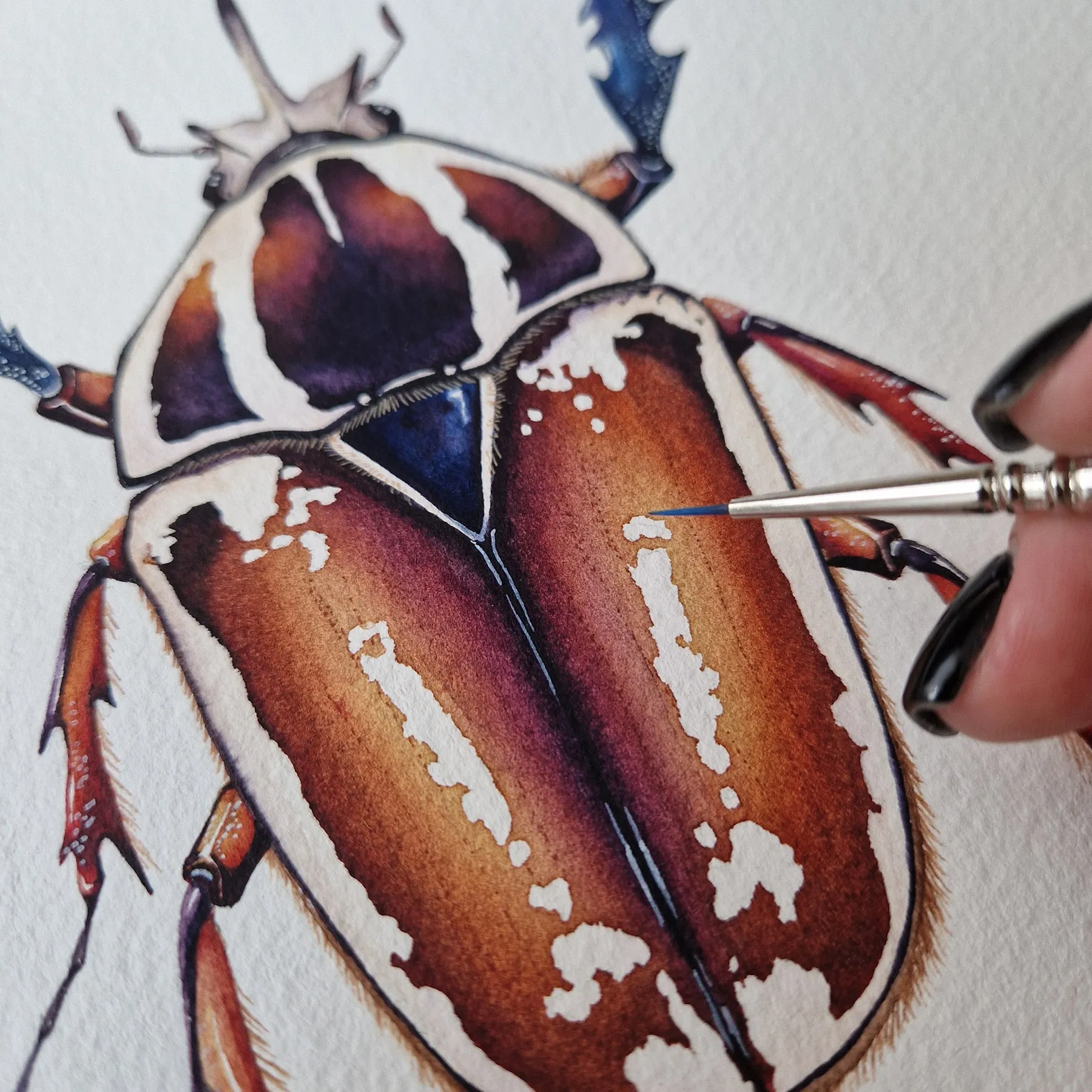 Giant Female African Flower Beetle (Mecynorrhina torquatus ugandensis) Watercolour Giclée Print