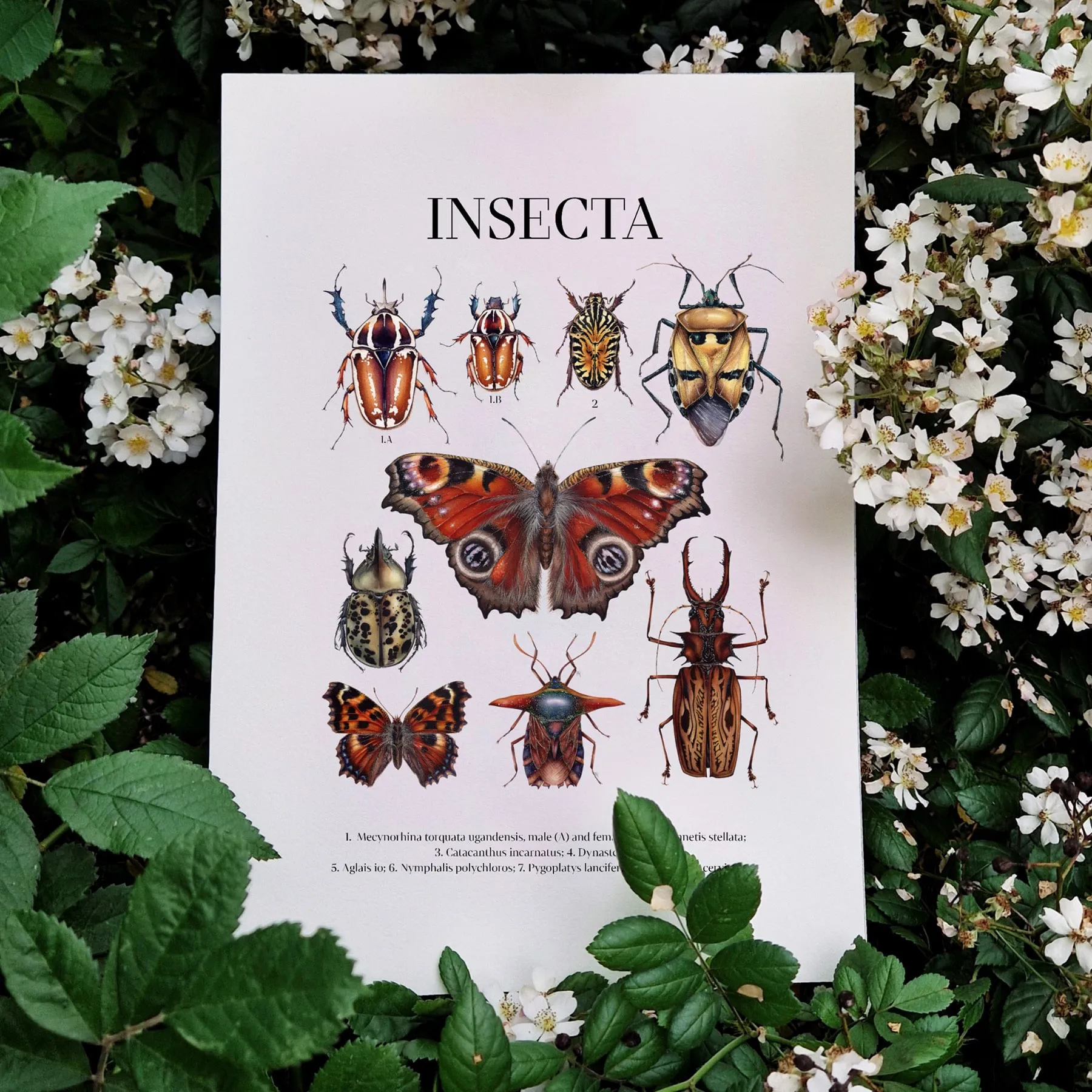 Minibeast insecta Watercolour Giclée Print