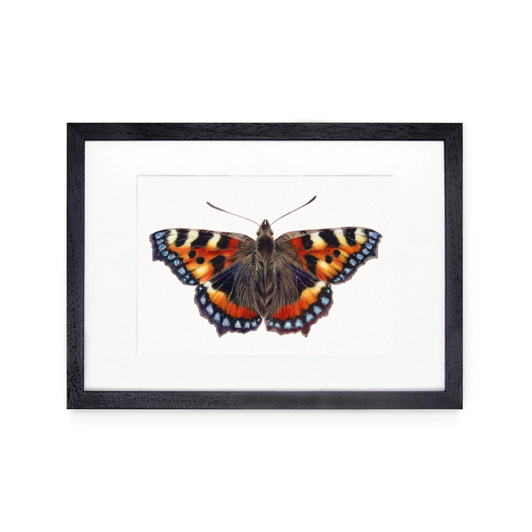Minibeast La vanessa dell'ortica (Aglais urticae) stampa Giclée ad acquerello