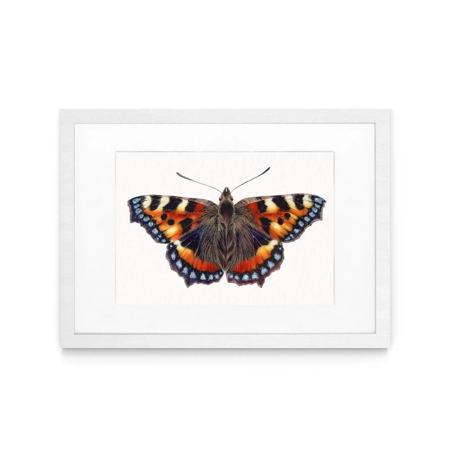 Minibeast La vanessa dell'ortica (Aglais urticae) stampa Giclée ad acquerello