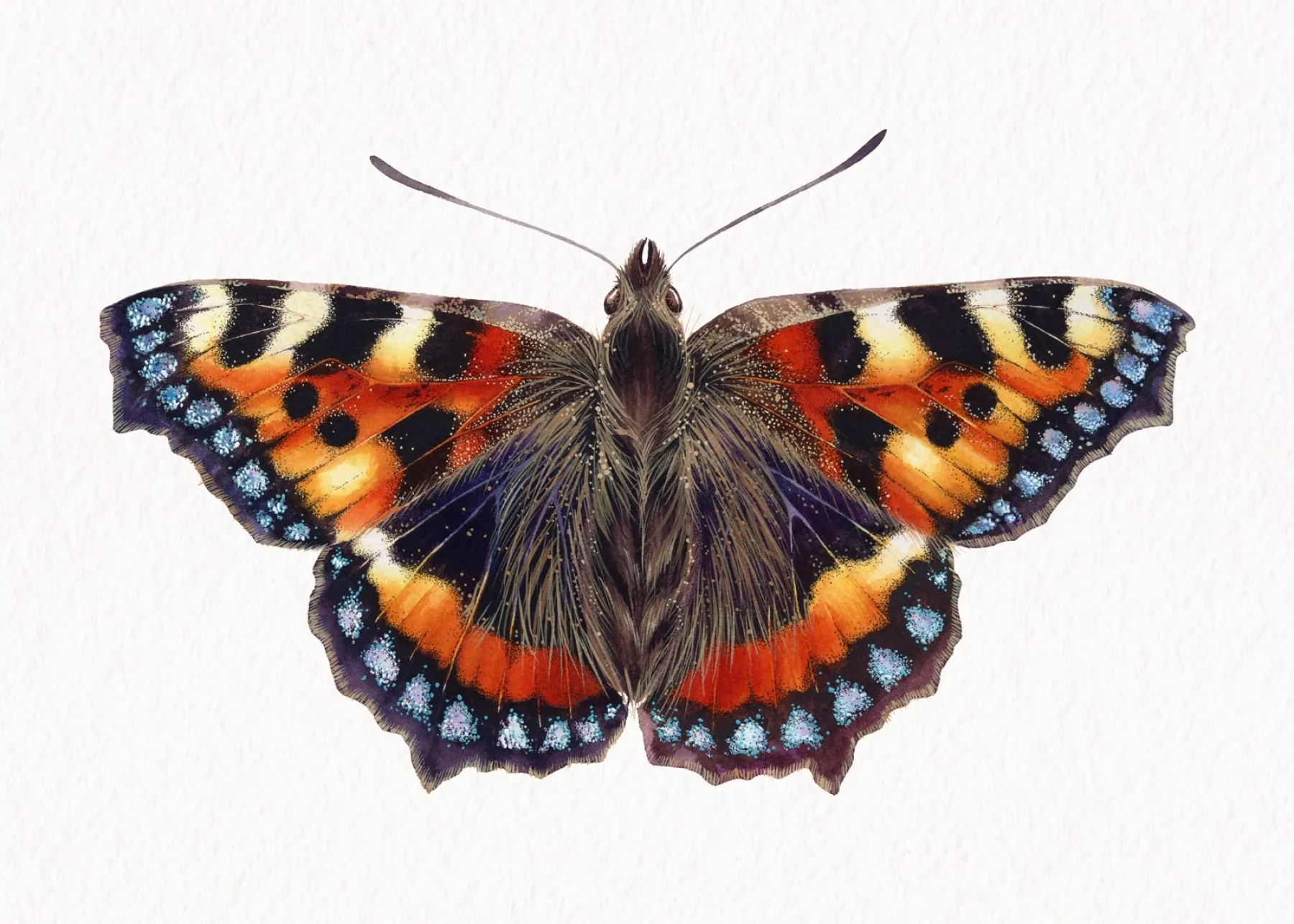 Minibeast La vanessa dell'ortica (Aglais urticae) stampa Giclée ad acquerello