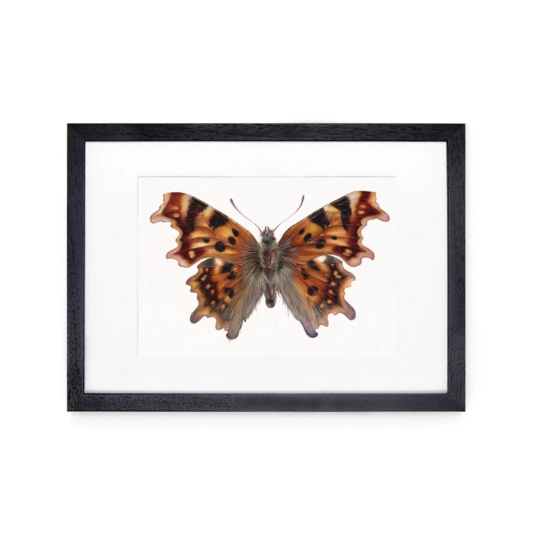 Minibeast La Farfalla Comma (Polygonia c-album) Stampa Giclée Acquerello