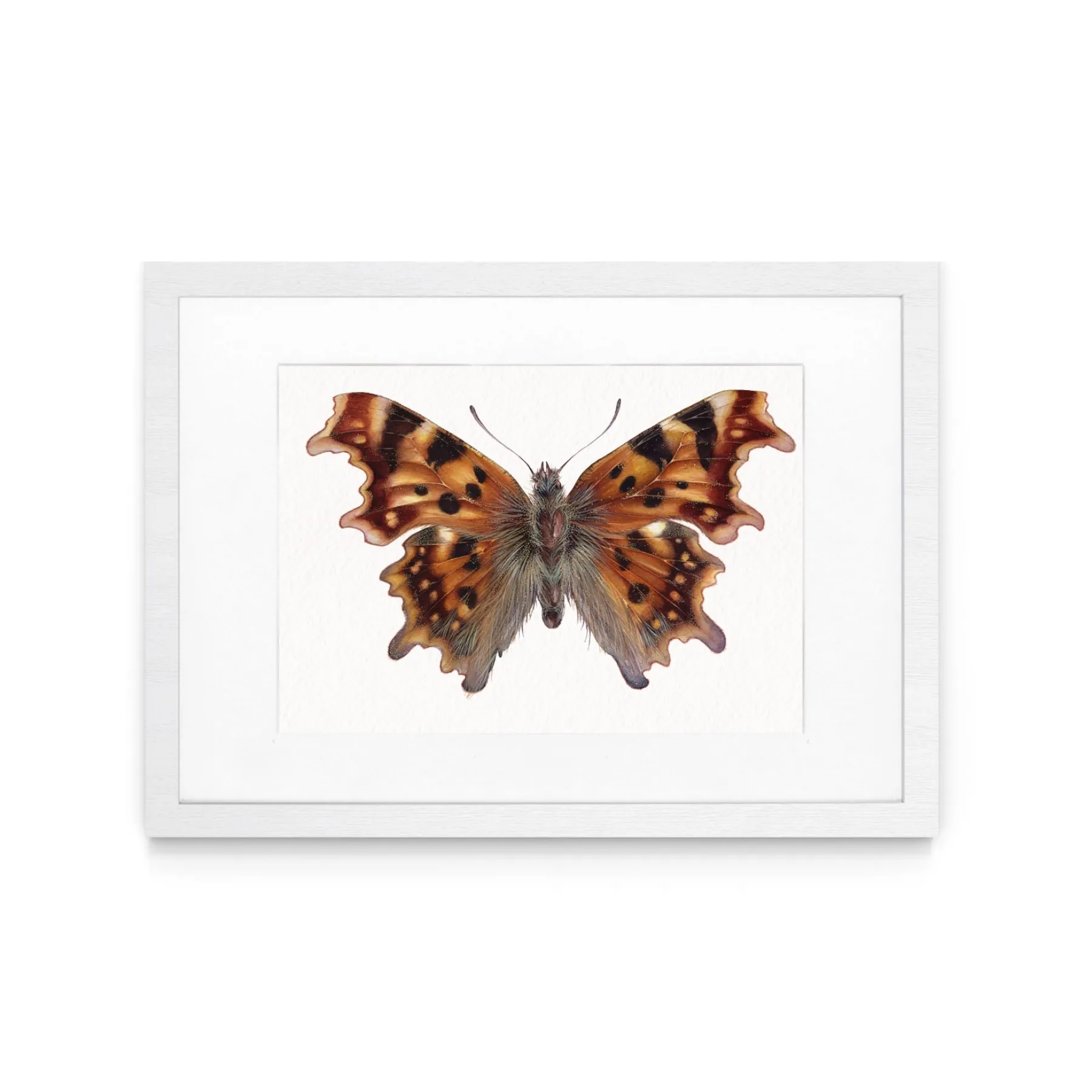 Minibeast La Farfalla Comma (Polygonia c-album) Stampa Giclée Acquerello