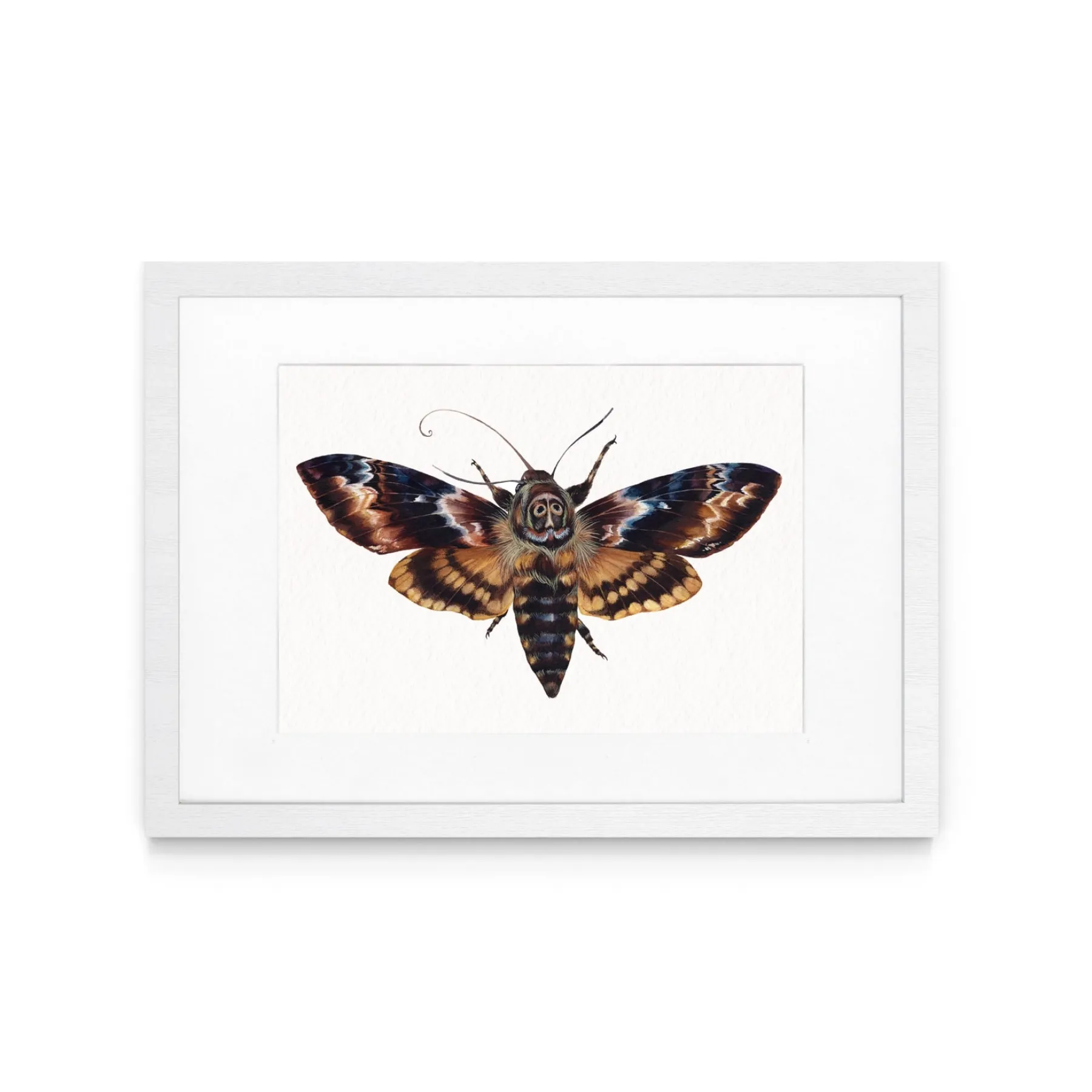Minibeast Death's Head Moth (Acherontia atropos) Watercolour Giclée Print