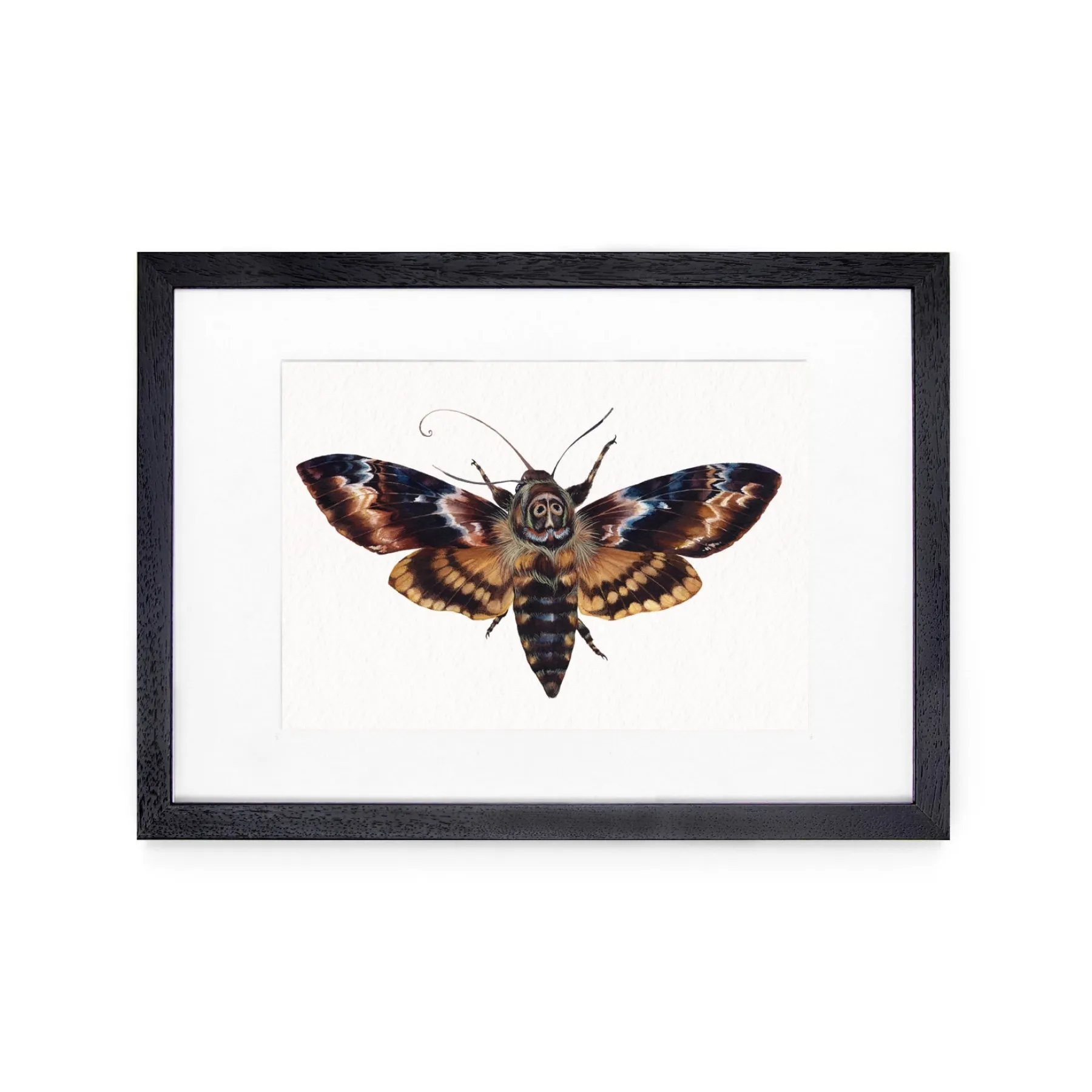 Minibeast Death's Head Moth (Acherontia atropos) Watercolour Giclée Print