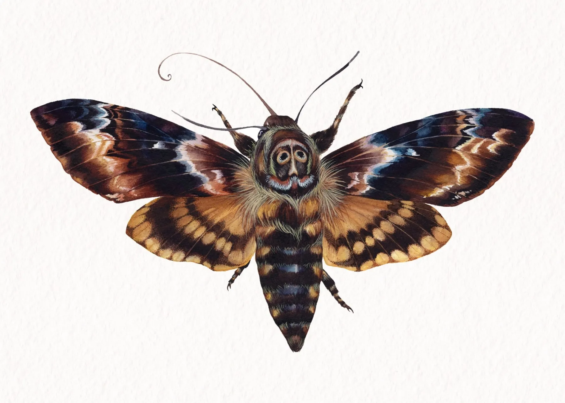 Minibeast Death's Head Moth (Acherontia atropos) Watercolour Giclée Print