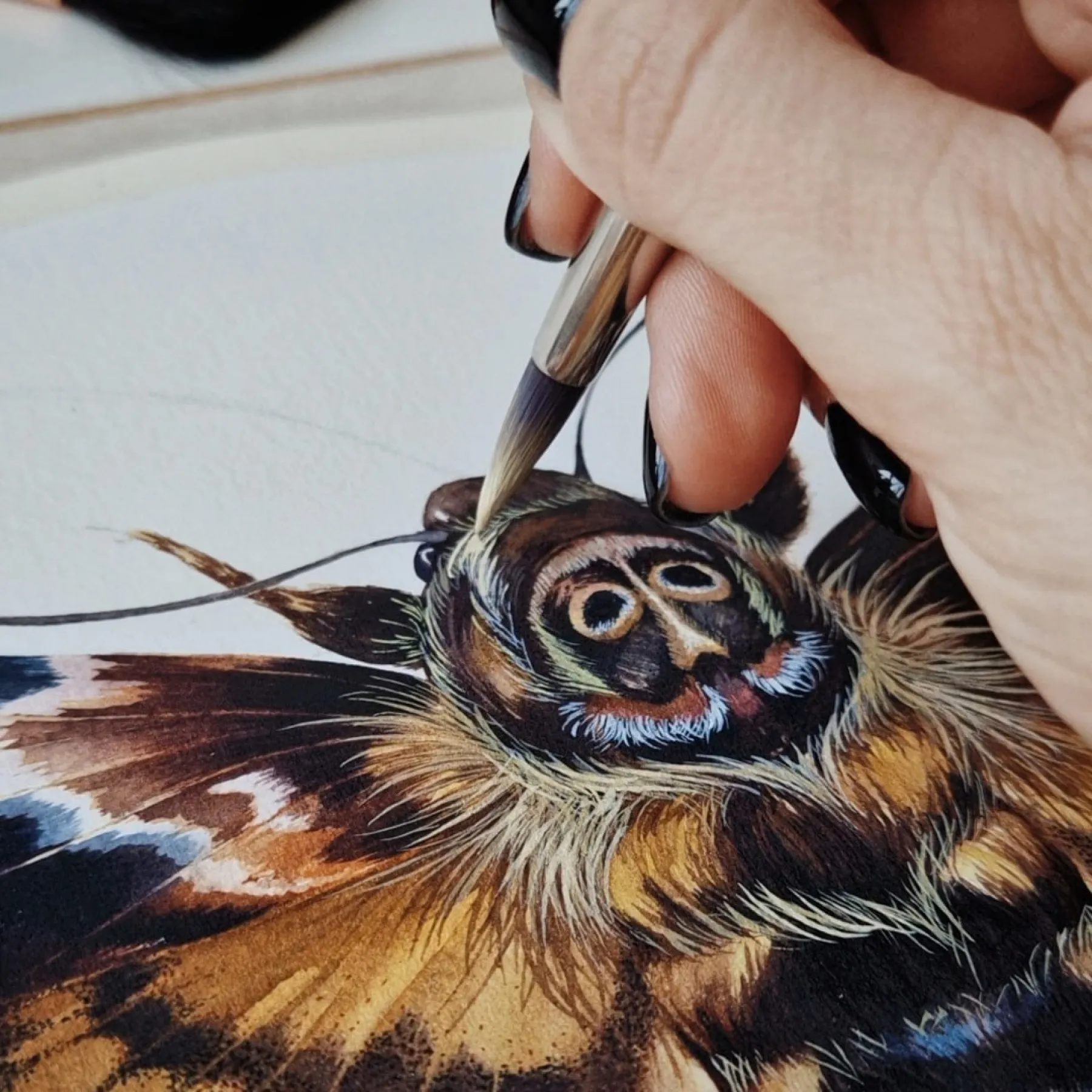Minibeast Death's Head Moth (Acherontia atropos) Watercolour Giclée Print