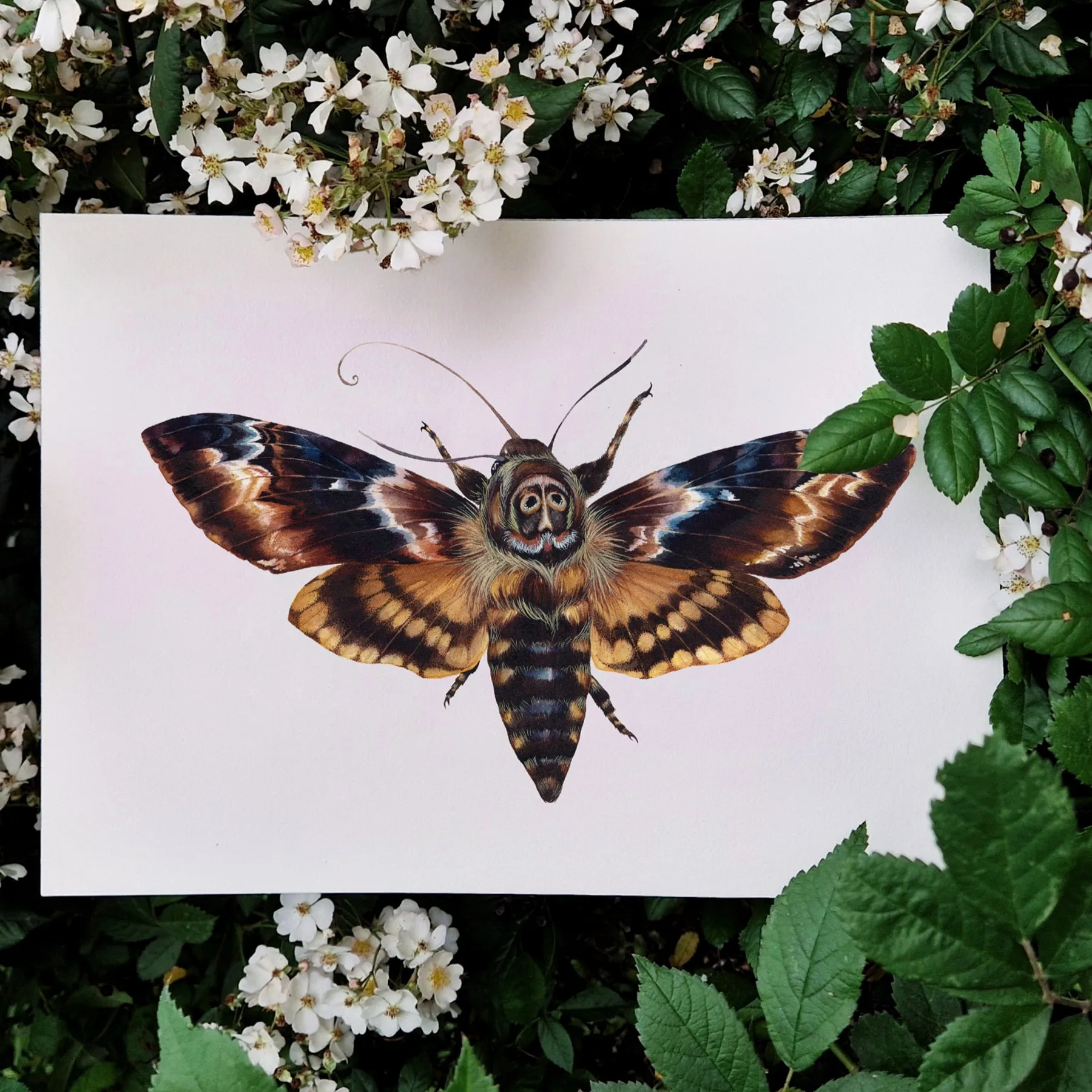 Minibeast Death's Head Moth (Acherontia atropos) Watercolour Giclée Print