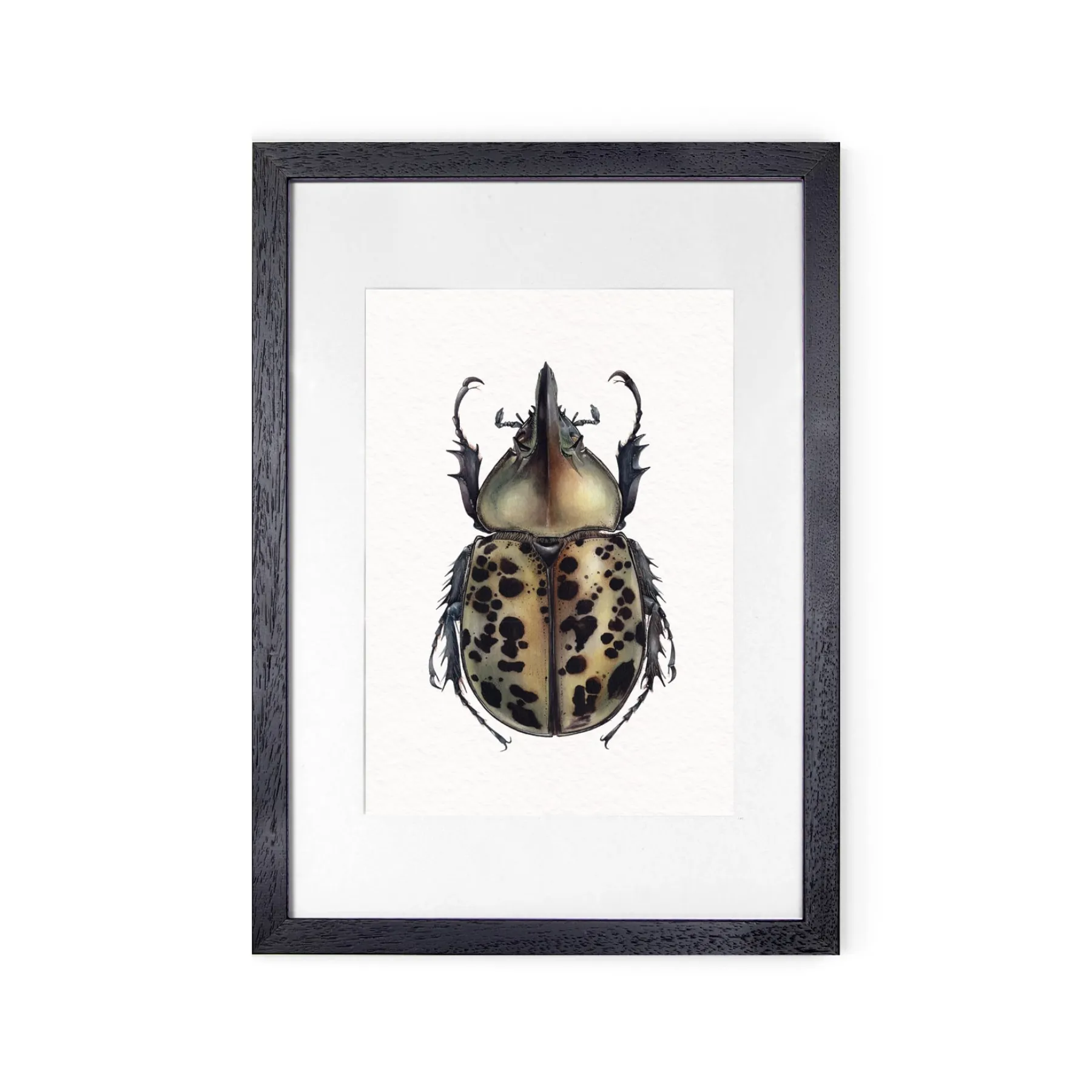 Minibeast Eastern Hercules beetle (Dynastes tityus) Watercolour Giclée Print