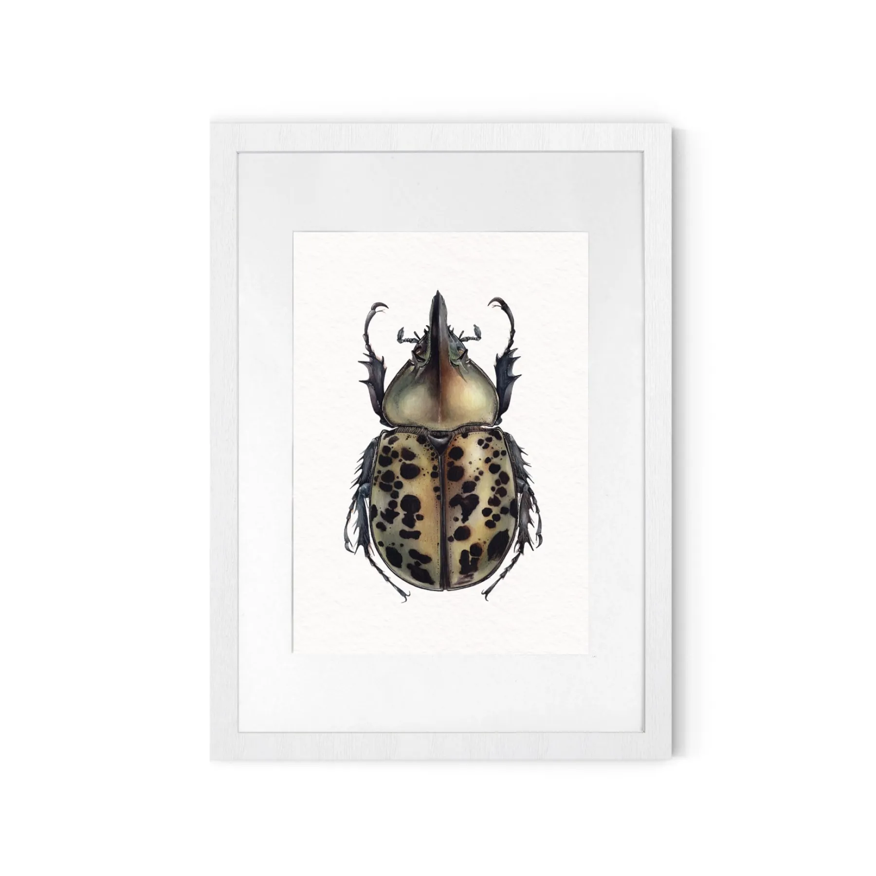 Minibeast Eastern Hercules beetle (Dynastes tityus) Watercolour Giclée Print