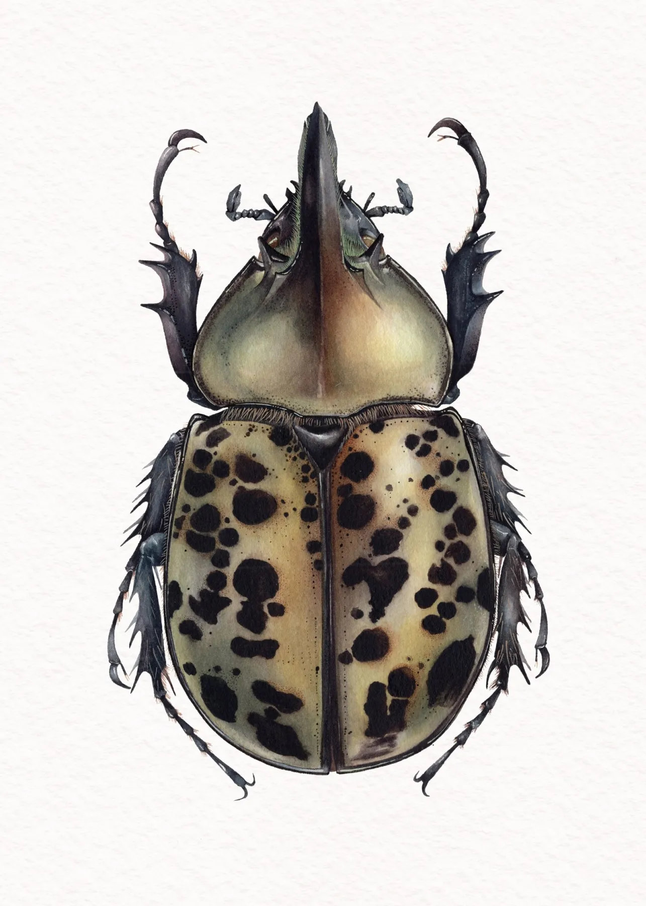 Minibeast Eastern Hercules beetle (Dynastes tityus) Watercolour Giclée Print