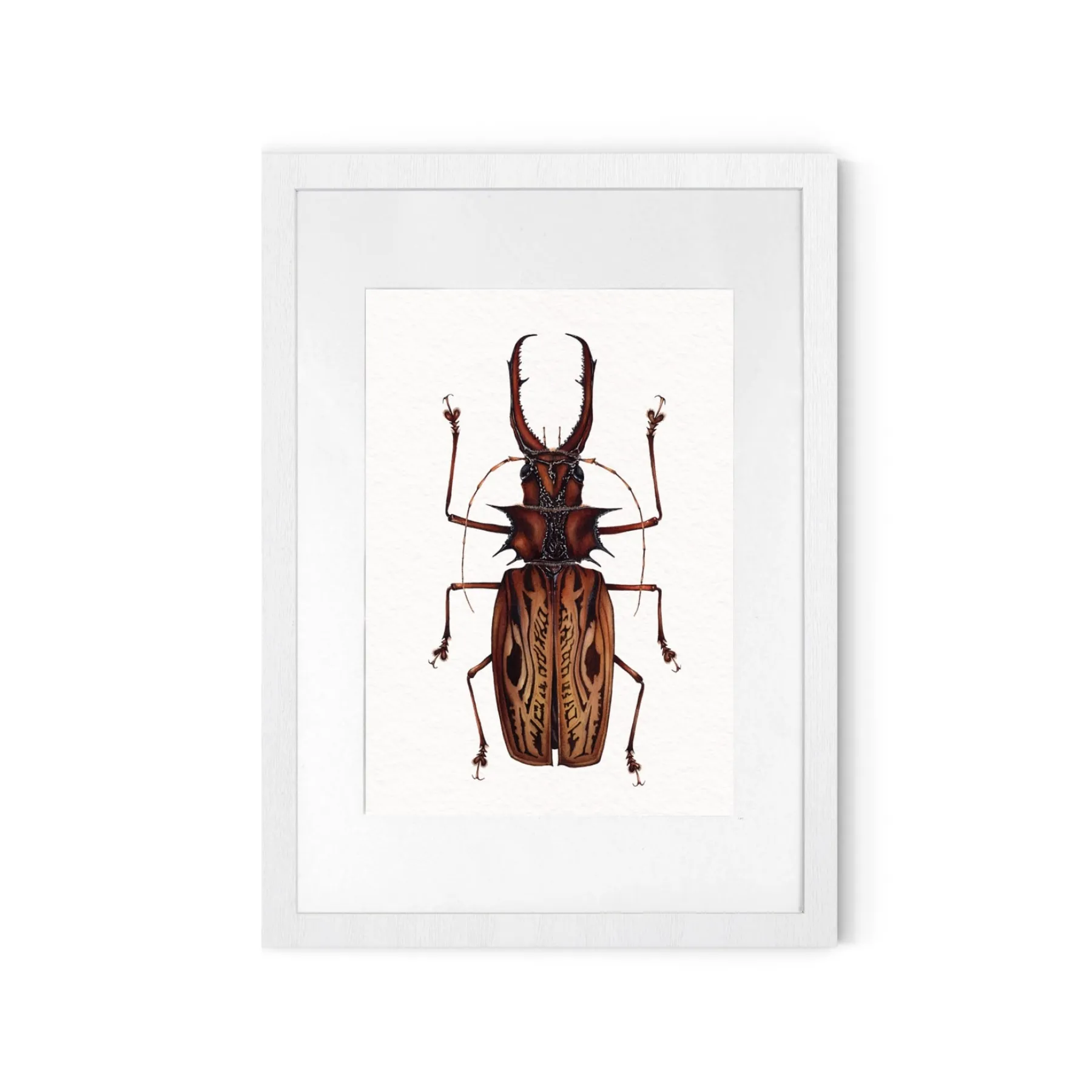 Minibeast Beetle longicorne Sabertooth Mâle (Macrodontia cervicornis) Impression Giclée Aquarelle