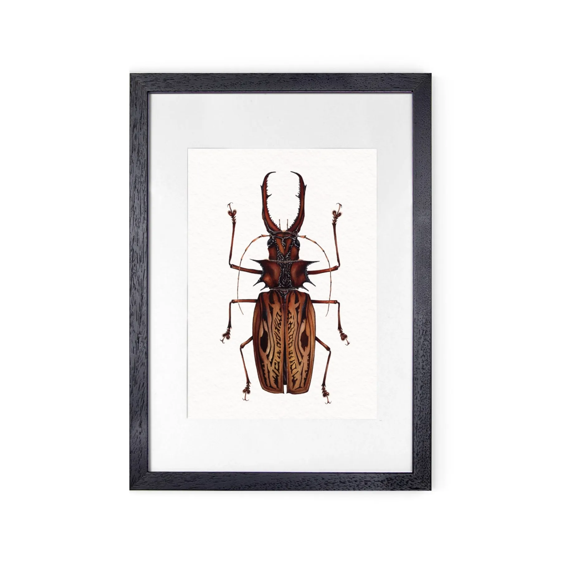 Minibeast Beetle longicorne Sabertooth Mâle (Macrodontia cervicornis) Impression Giclée Aquarelle