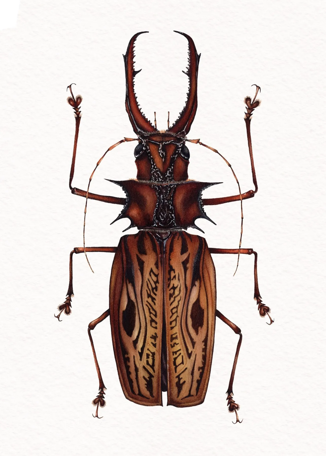 Minibeast Beetle longicorne Sabertooth Mâle (Macrodontia cervicornis) Impression Giclée Aquarelle