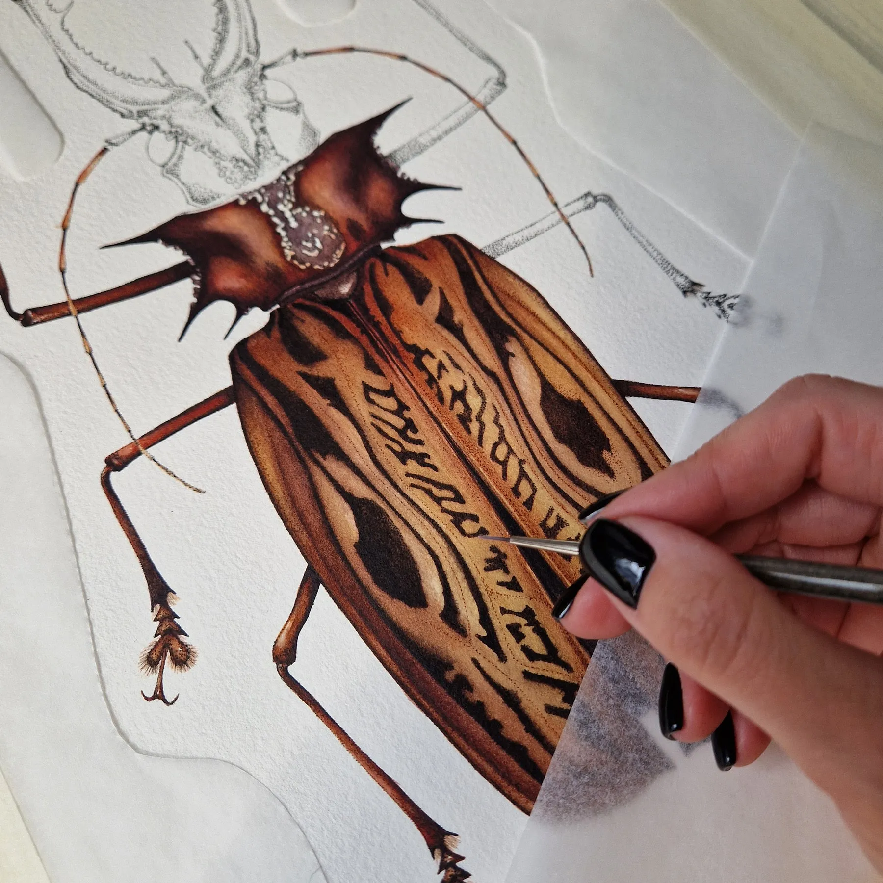 Minibeast Beetle longicorne Sabertooth Mâle (Macrodontia cervicornis) Impression Giclée Aquarelle