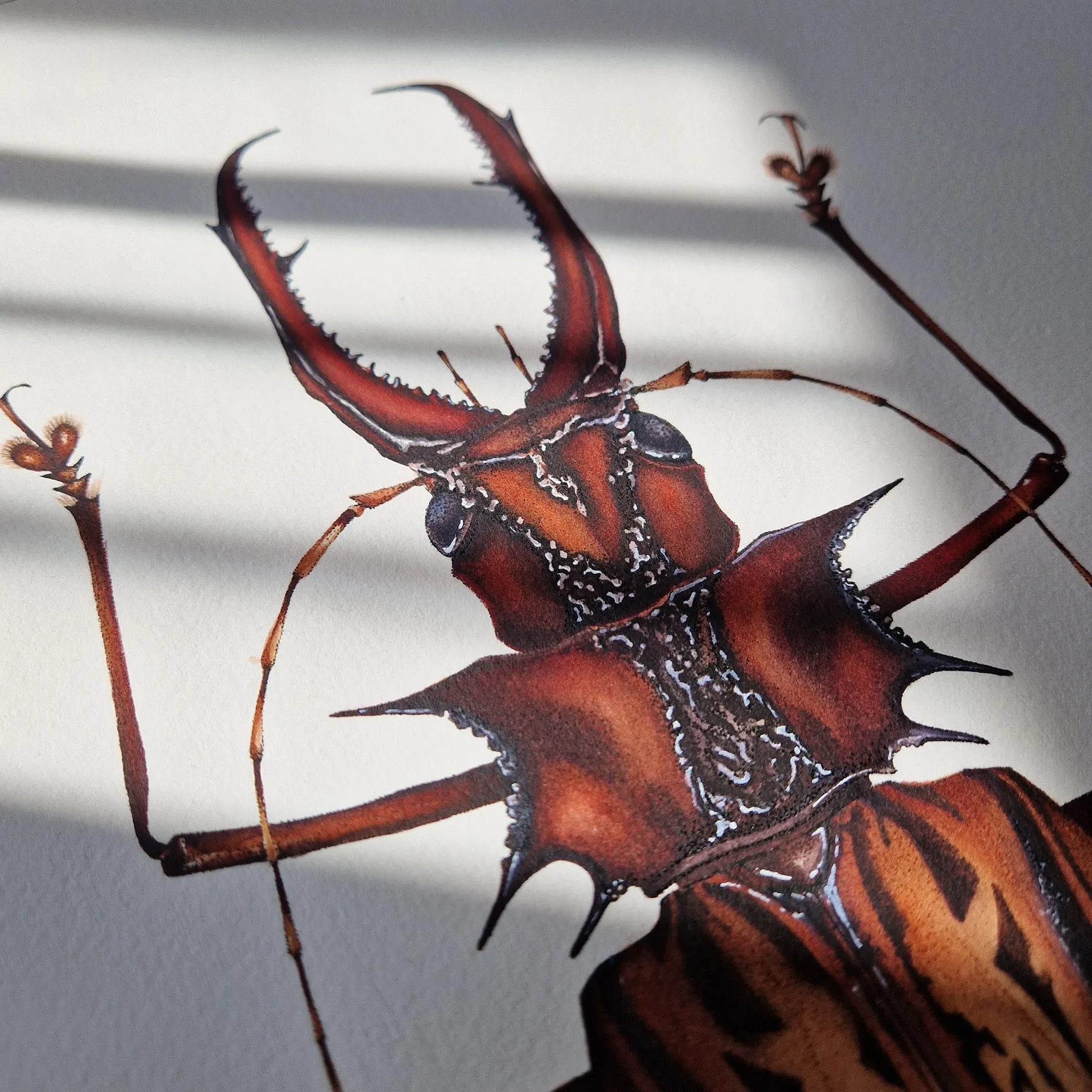 Minibeast Beetle longicorne Sabertooth Mâle (Macrodontia cervicornis) Impression Giclée Aquarelle