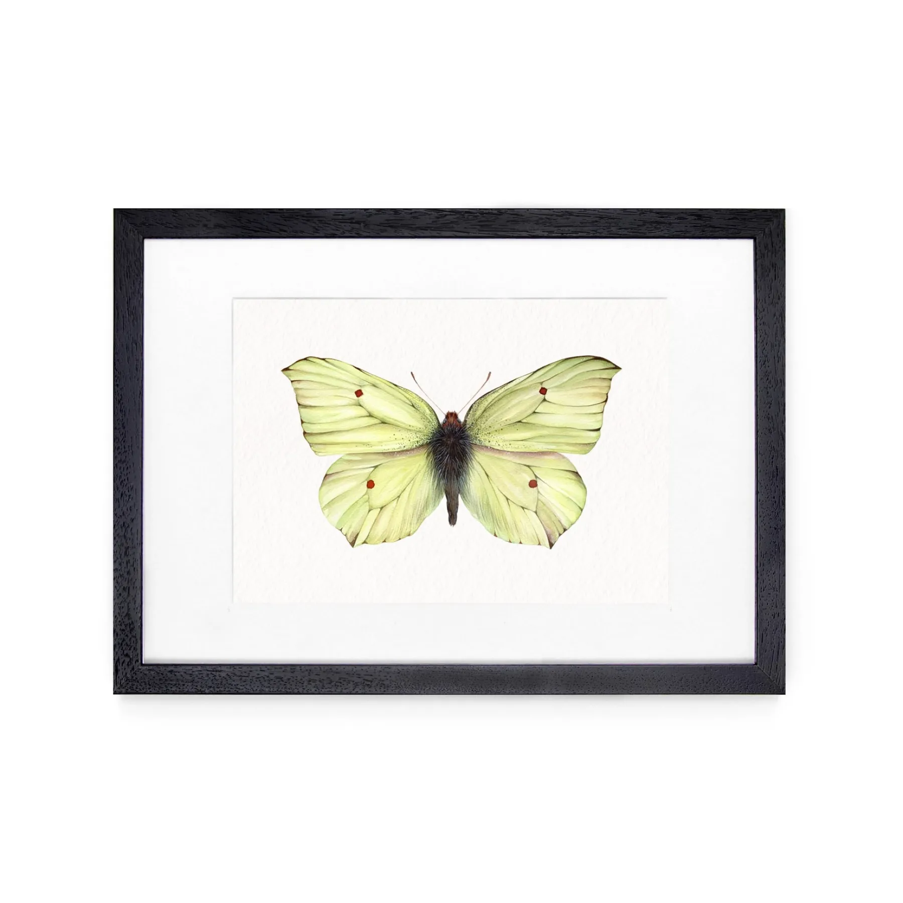 Minibeast Common brimstone butterfly (Gonepteryx rhamni) Watercolour Giclée Print
