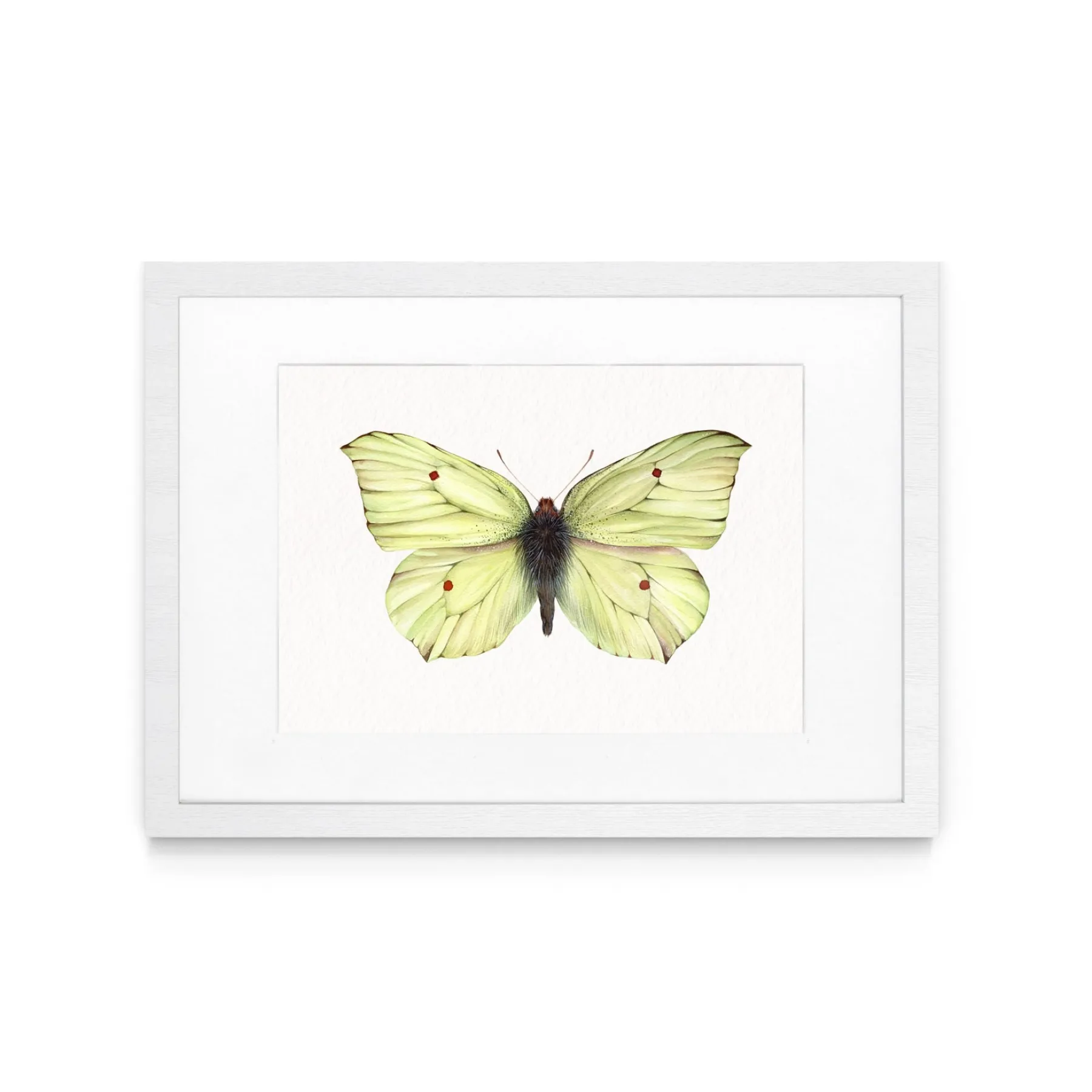 Minibeast Common brimstone butterfly (Gonepteryx rhamni) Watercolour Giclée Print