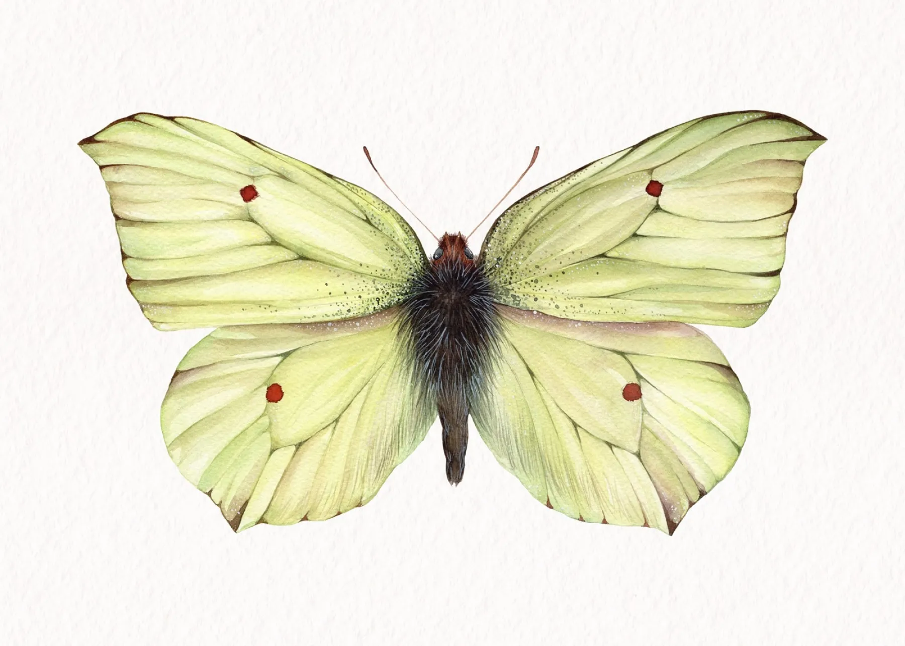 Minibeast Common brimstone butterfly (Gonepteryx rhamni) Watercolour Giclée Print