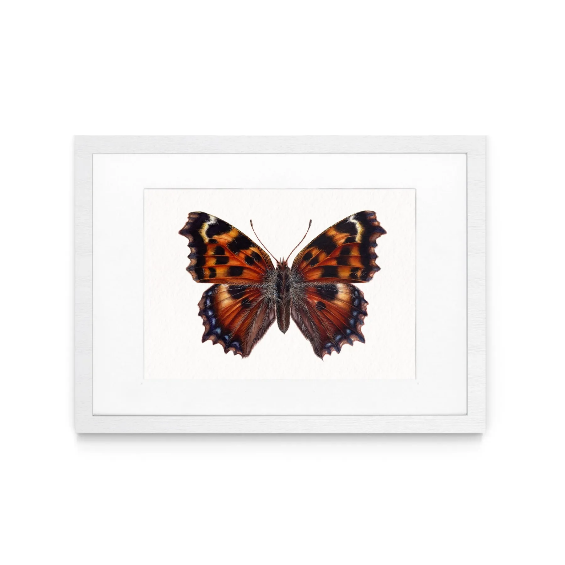 Minibeast Farfalla vanessa multicolore (nymphalis polychloros) stampa Giclée ad acquerello