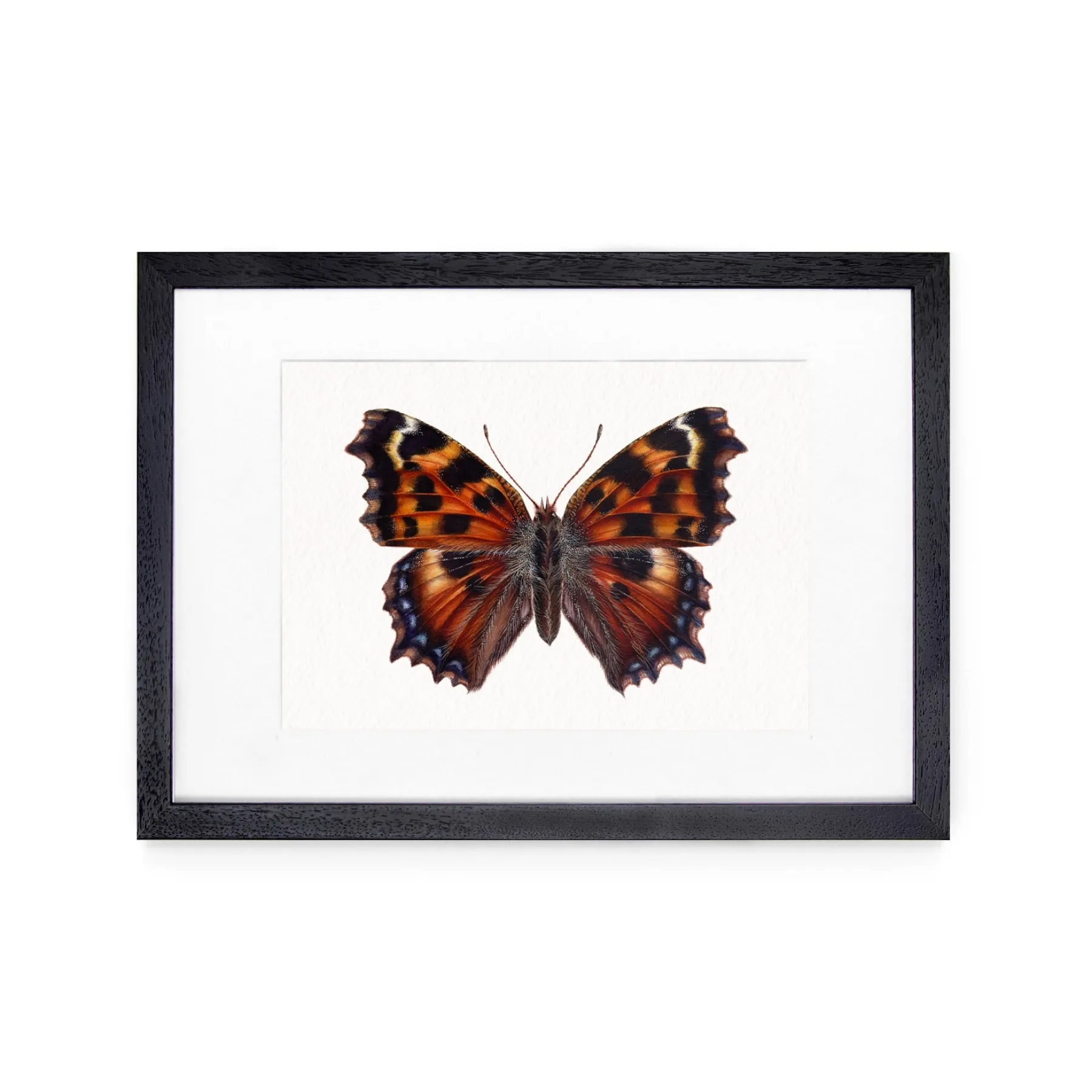 Minibeast Farfalla vanessa multicolore (nymphalis polychloros) stampa Giclée ad acquerello