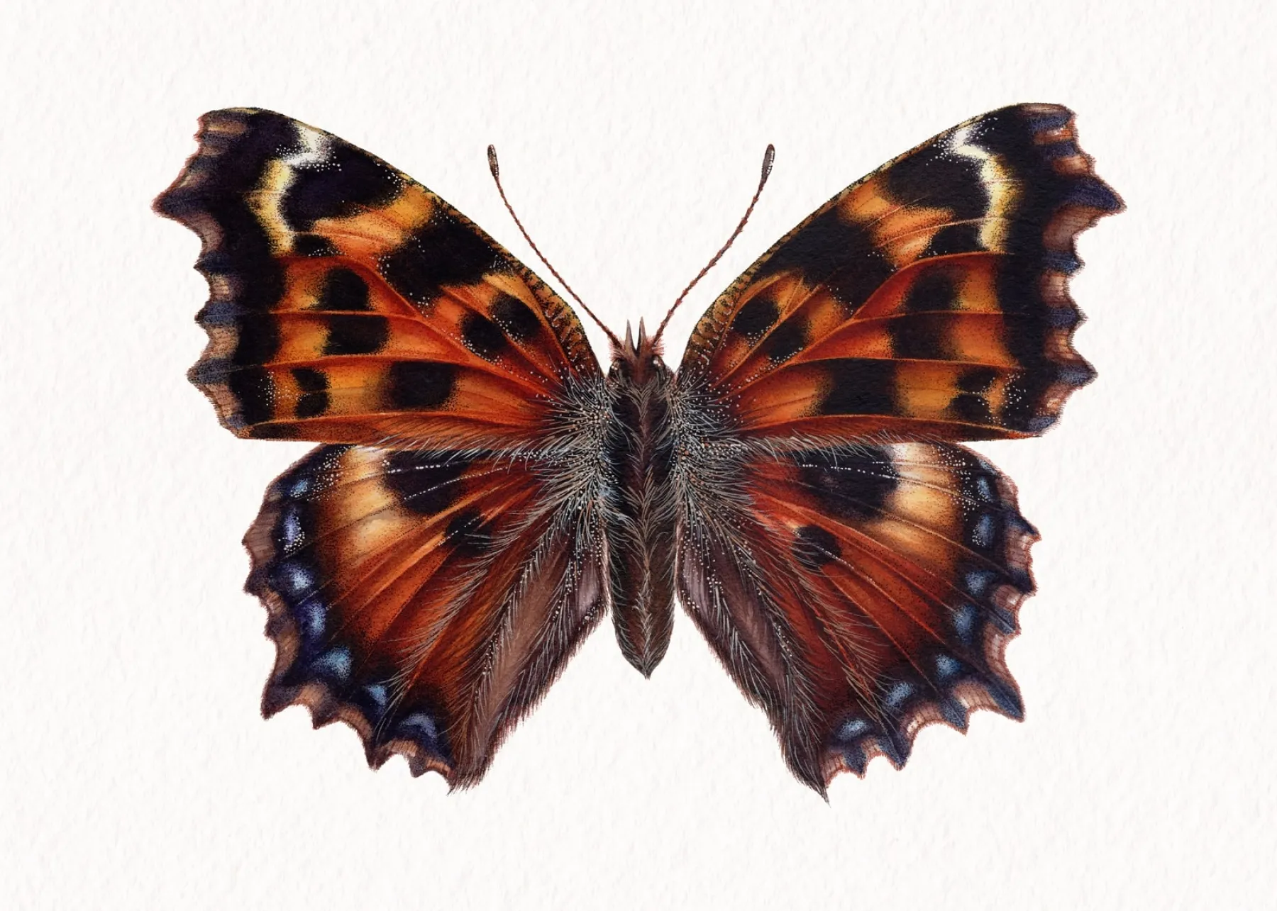 Minibeast Farfalla vanessa multicolore (nymphalis polychloros) stampa Giclée ad acquerello