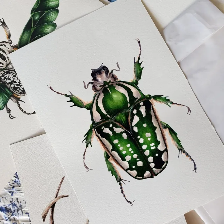 Weiblicher Blumenkäfer (Mecynorchina polyphemus)) Aquarell Giclée Druck