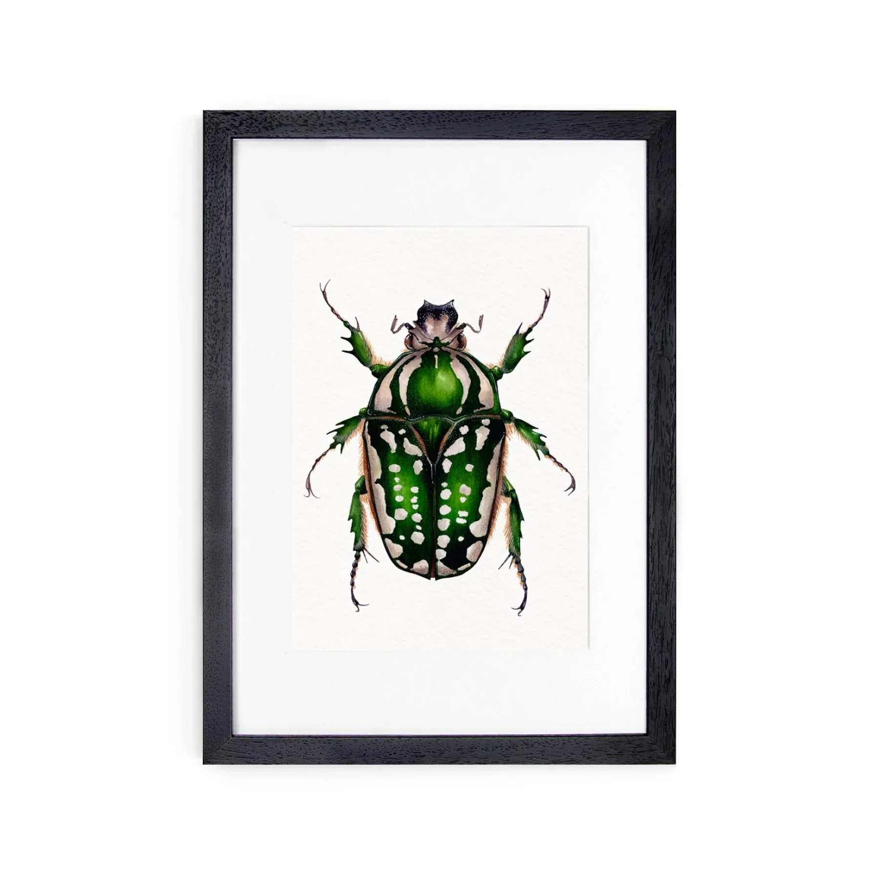 Minibeast ScarabéE Fleurs Femelle (Mecynorchina polyphemus)) Impression Giclée Aquarelle