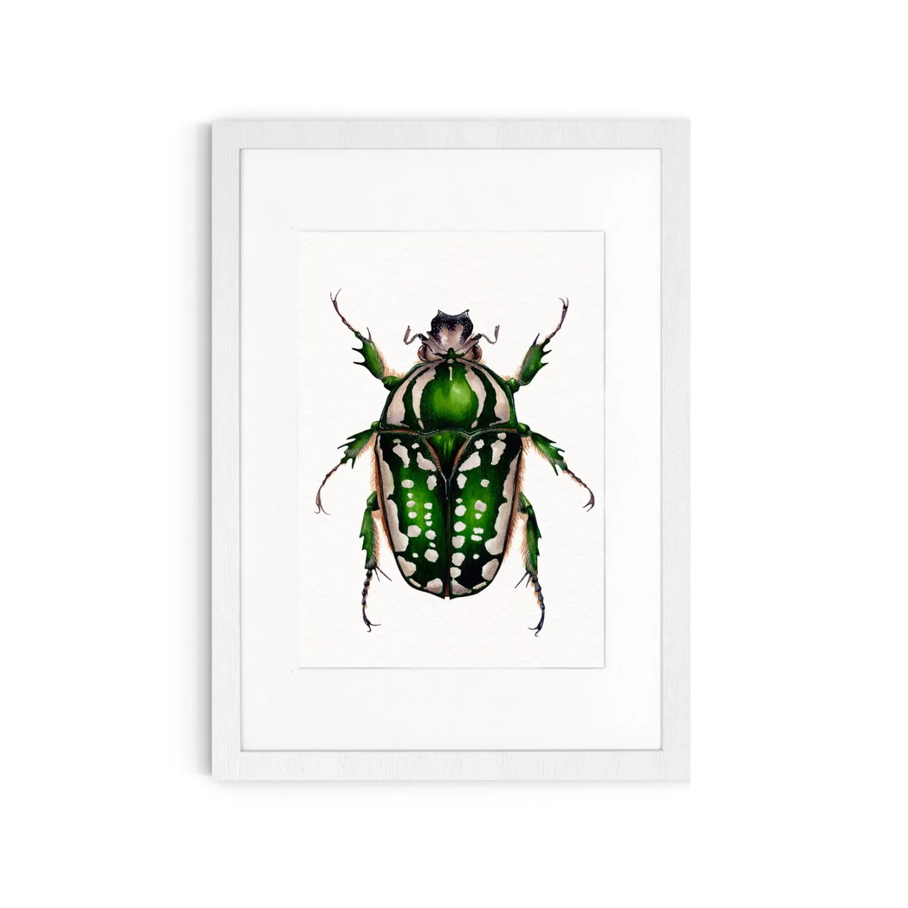 Minibeast ScarabéE Fleurs Femelle (Mecynorchina polyphemus)) Impression Giclée Aquarelle