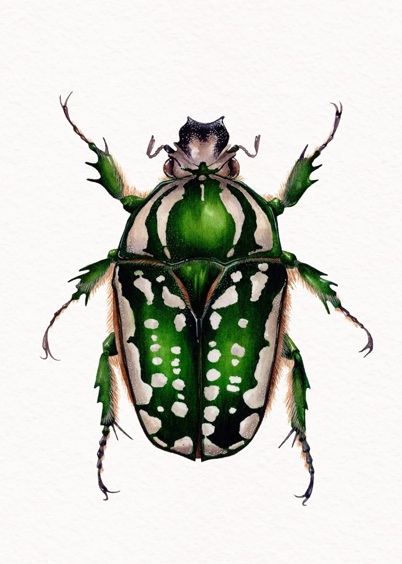 Minibeast ScarabéE Fleurs Femelle (Mecynorchina polyphemus)) Impression Giclée Aquarelle