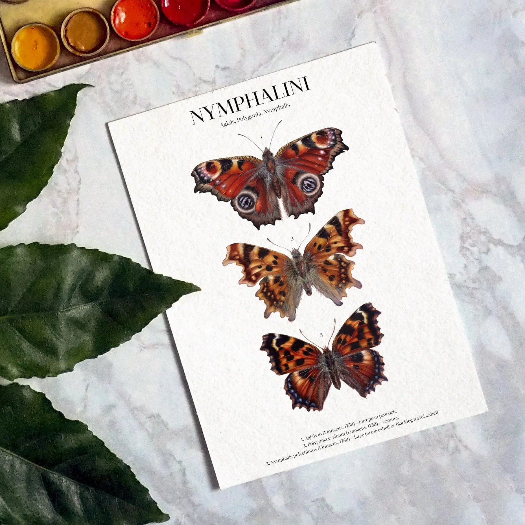 Minibeast Impression Giclée Aquarelle Nymphalini