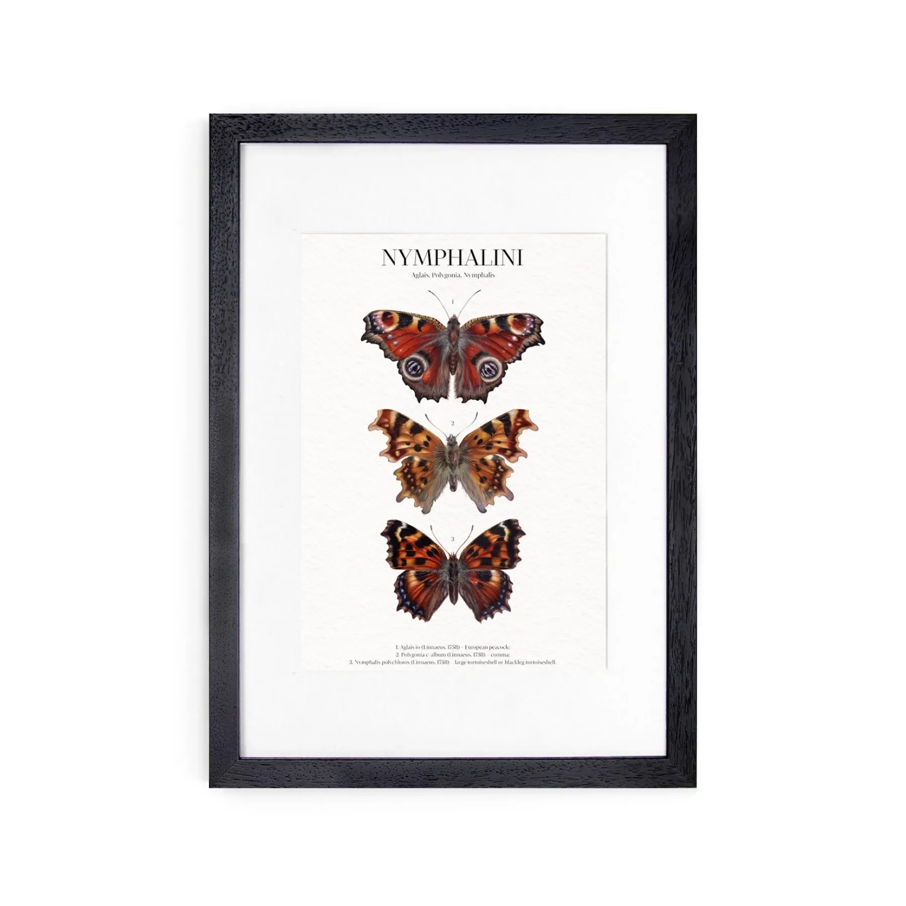 Minibeast Impression Giclée Aquarelle Nymphalini