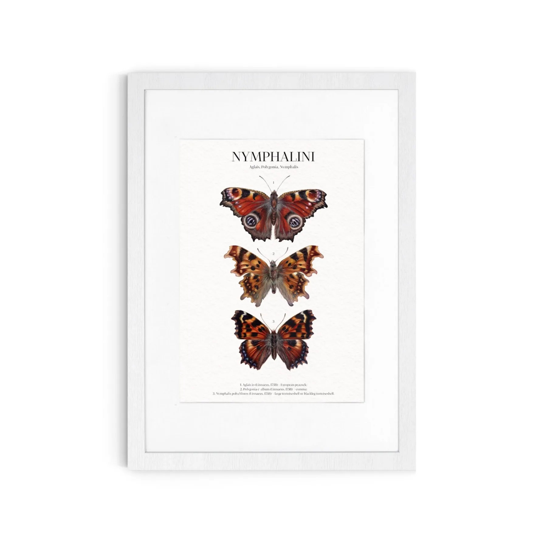 Minibeast Impression Giclée Aquarelle Nymphalini