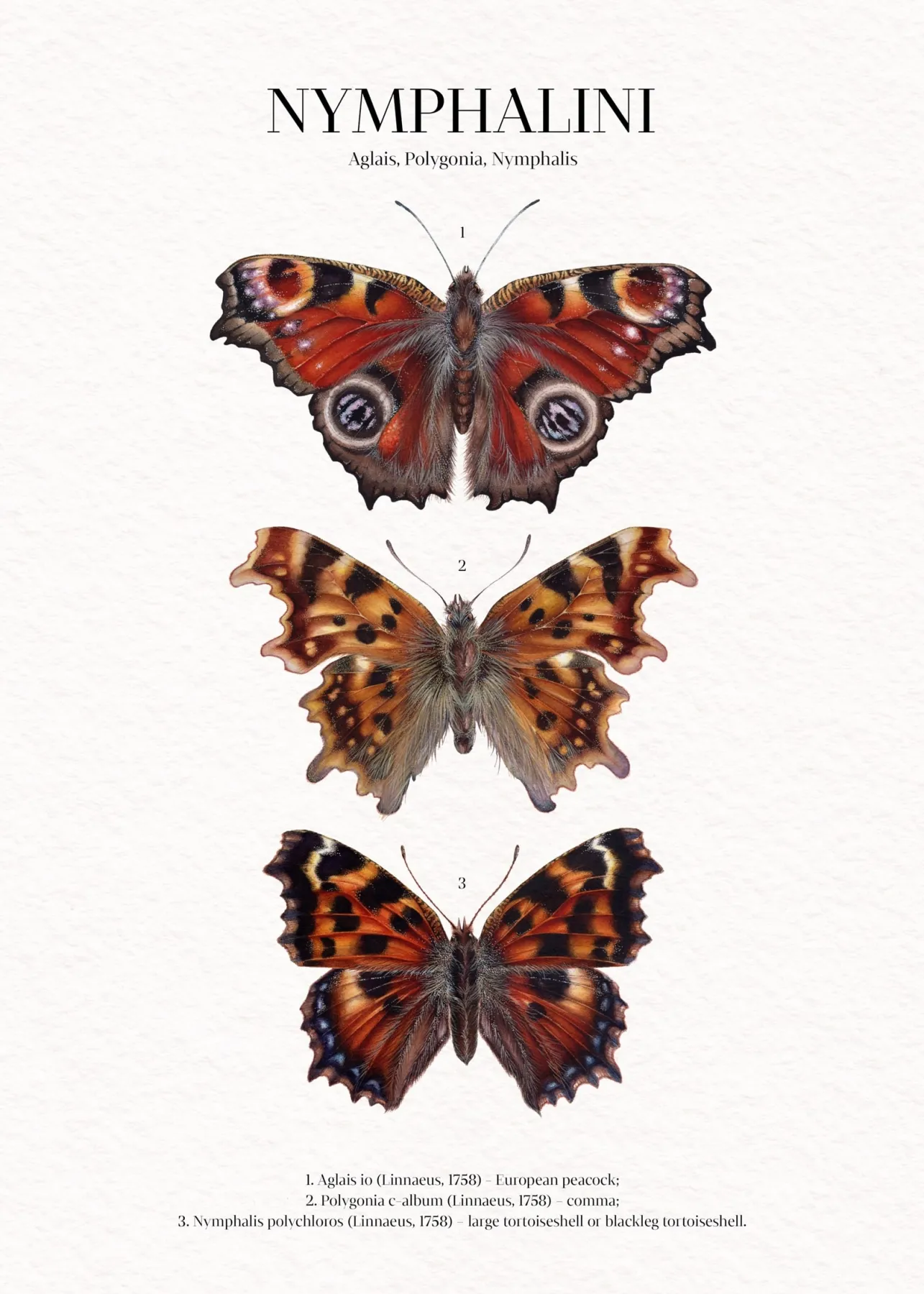 Minibeast Impression Giclée Aquarelle Nymphalini